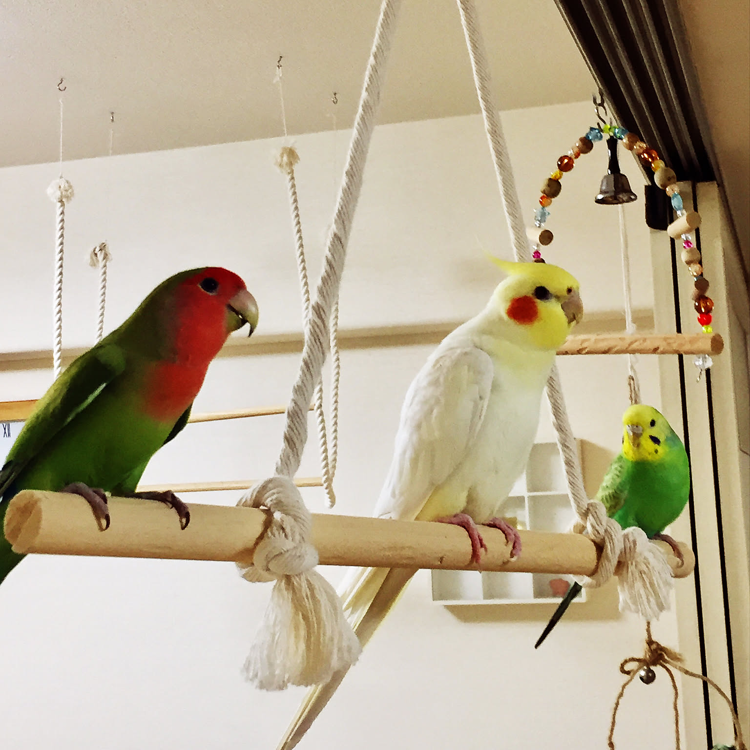羊毛フェルト☆インコ達の飾り棚☆6羽 リアルサイズ♪ セキセイインコ レインボーライラック 羊毛