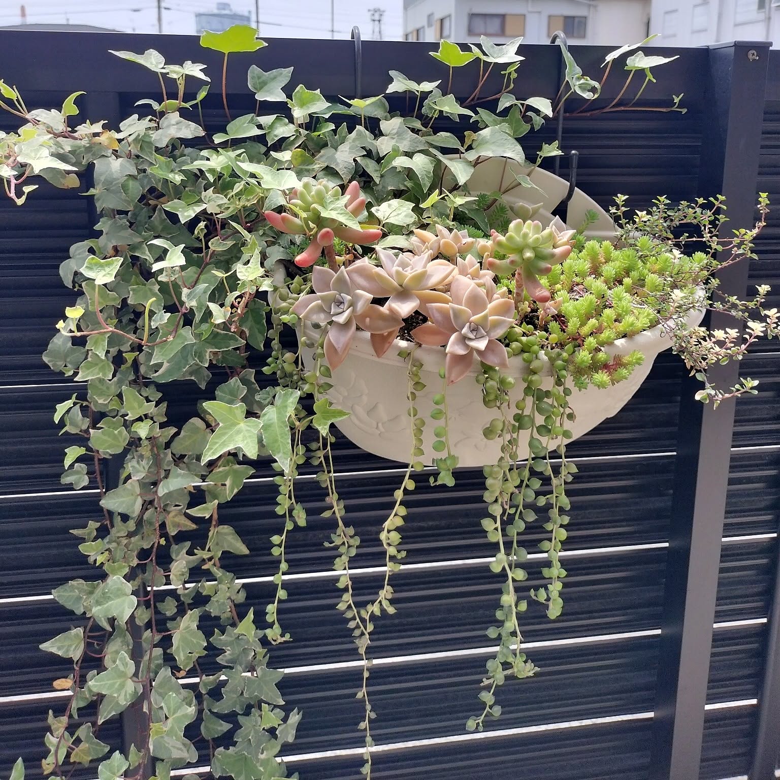 ⭐️ 朧月 いっぱ～い⭐️エケベリア 強健多肉 寄せ植え 多頭 鉢内全部