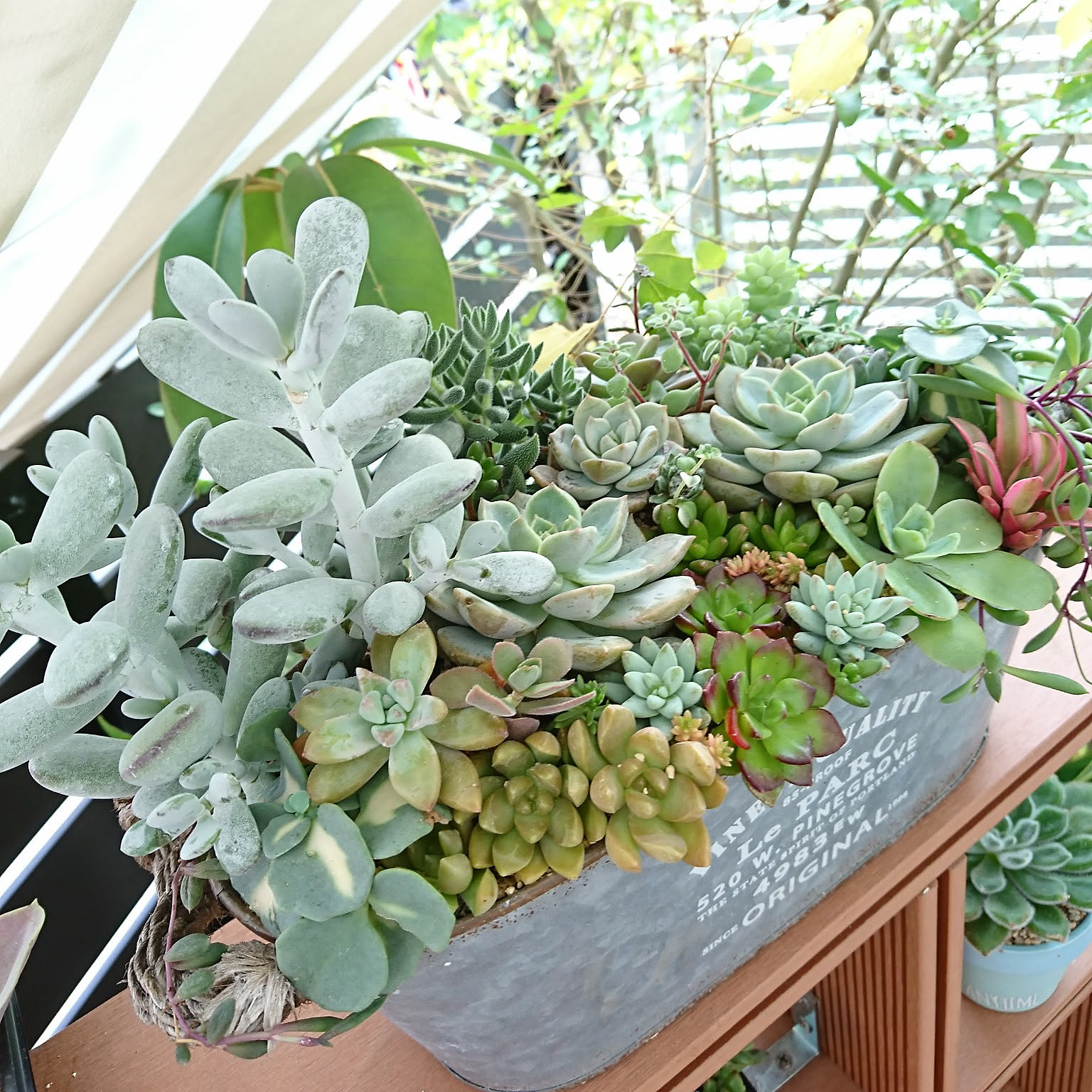 確認用 多肉 セダム 寄植え セダムの寄せ植え｜作り方やおしゃれに作るコツ、植えた後の管理は