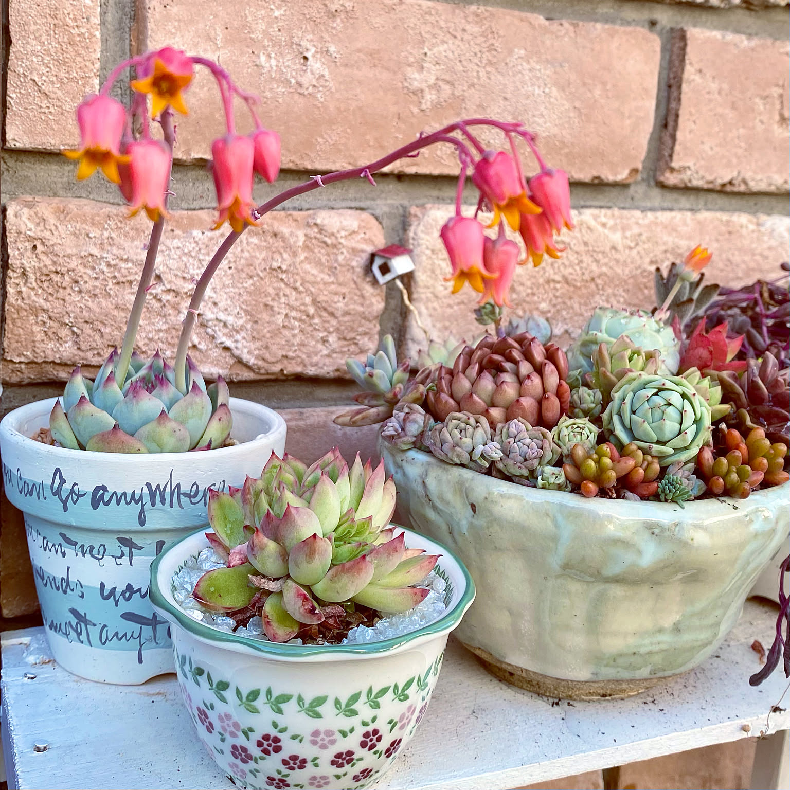 GWですね〜/桃太郎/多肉植物の花/多肉植物のある暮らし/癒しなどの