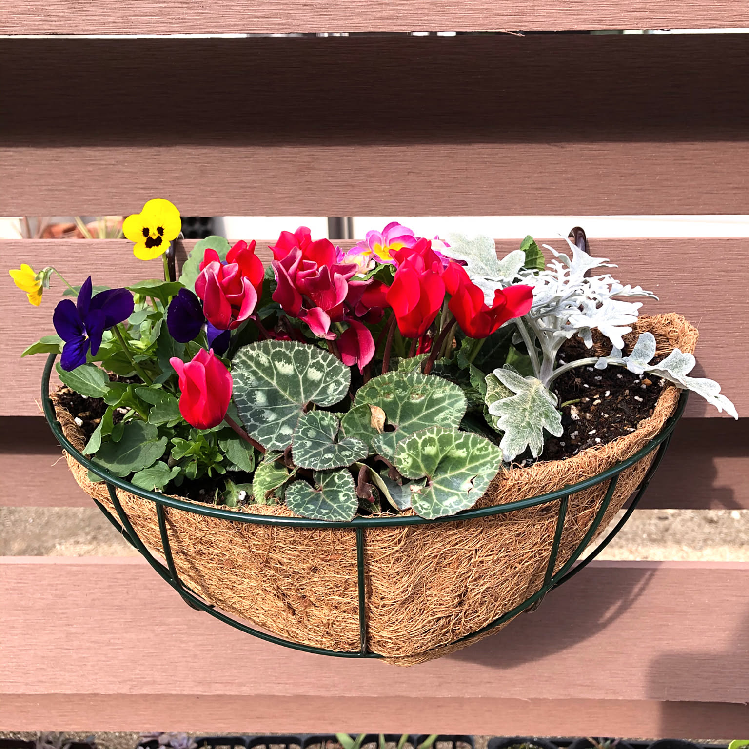 パンジーとビオラ シクラメン寄せ植えのインテリア実例 ｜ RoomClip