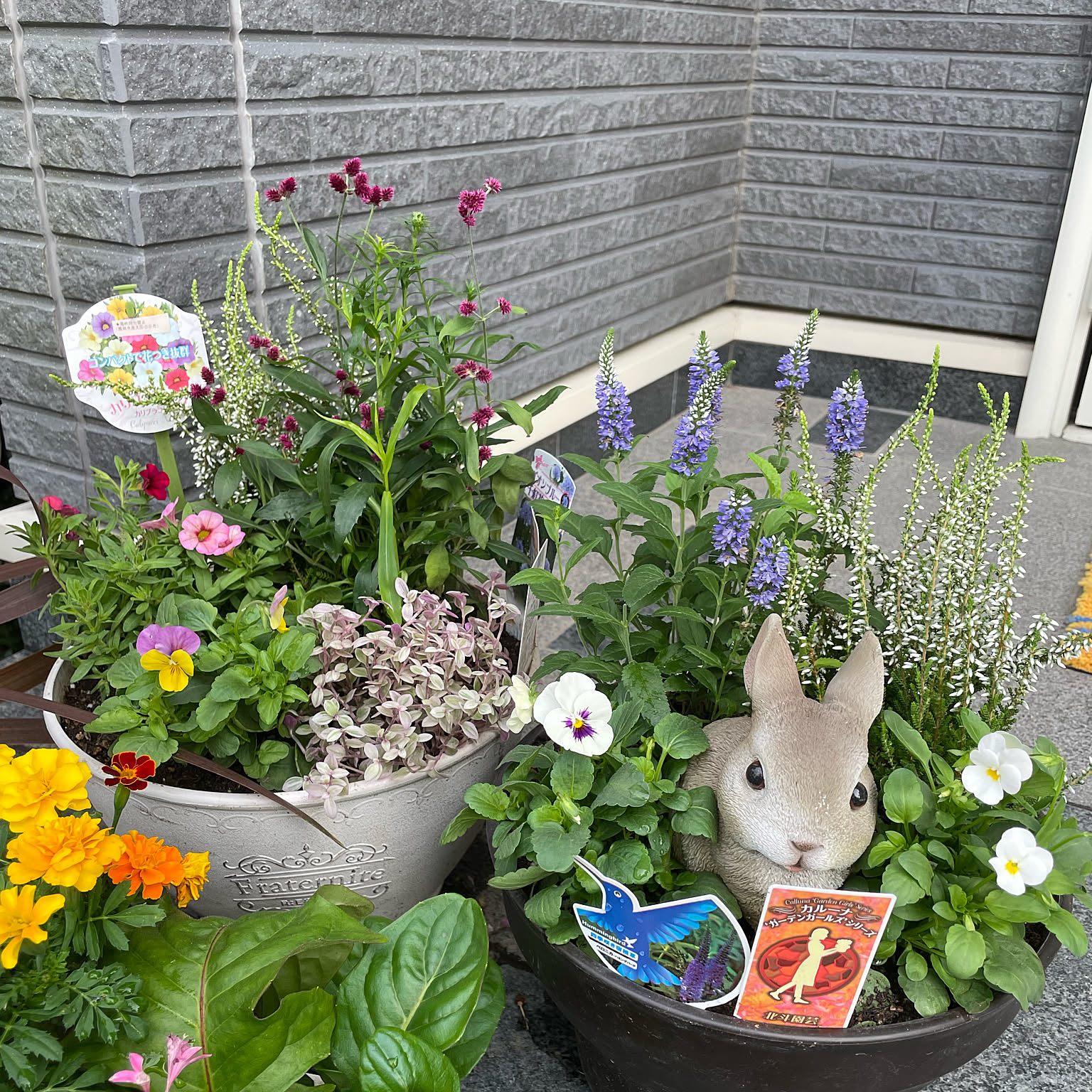 寄せ植え カリシアロザートのインテリア実例 ｜ RoomClip（ルーム