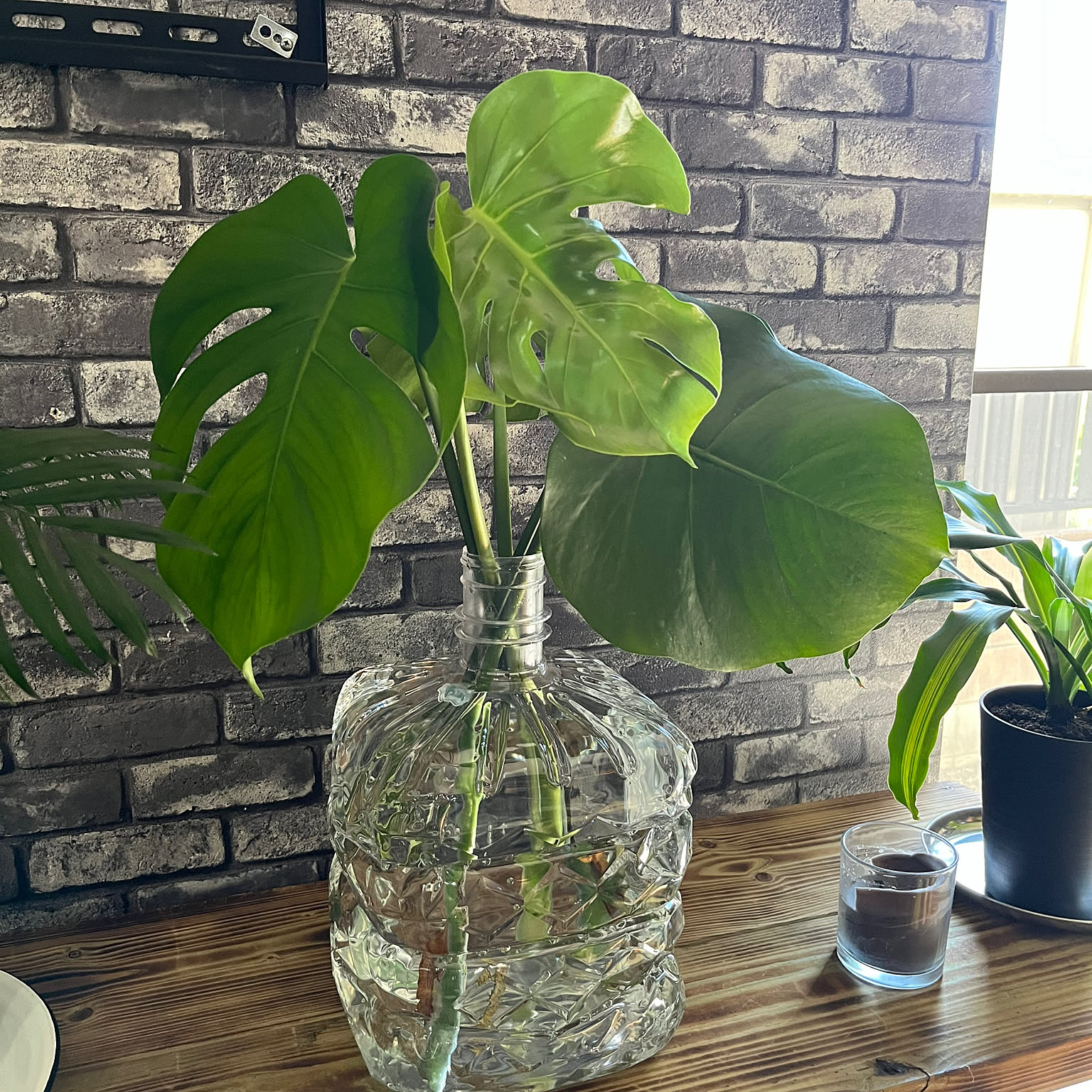 植物とインテリア大好き！レンク sddefault.jpg