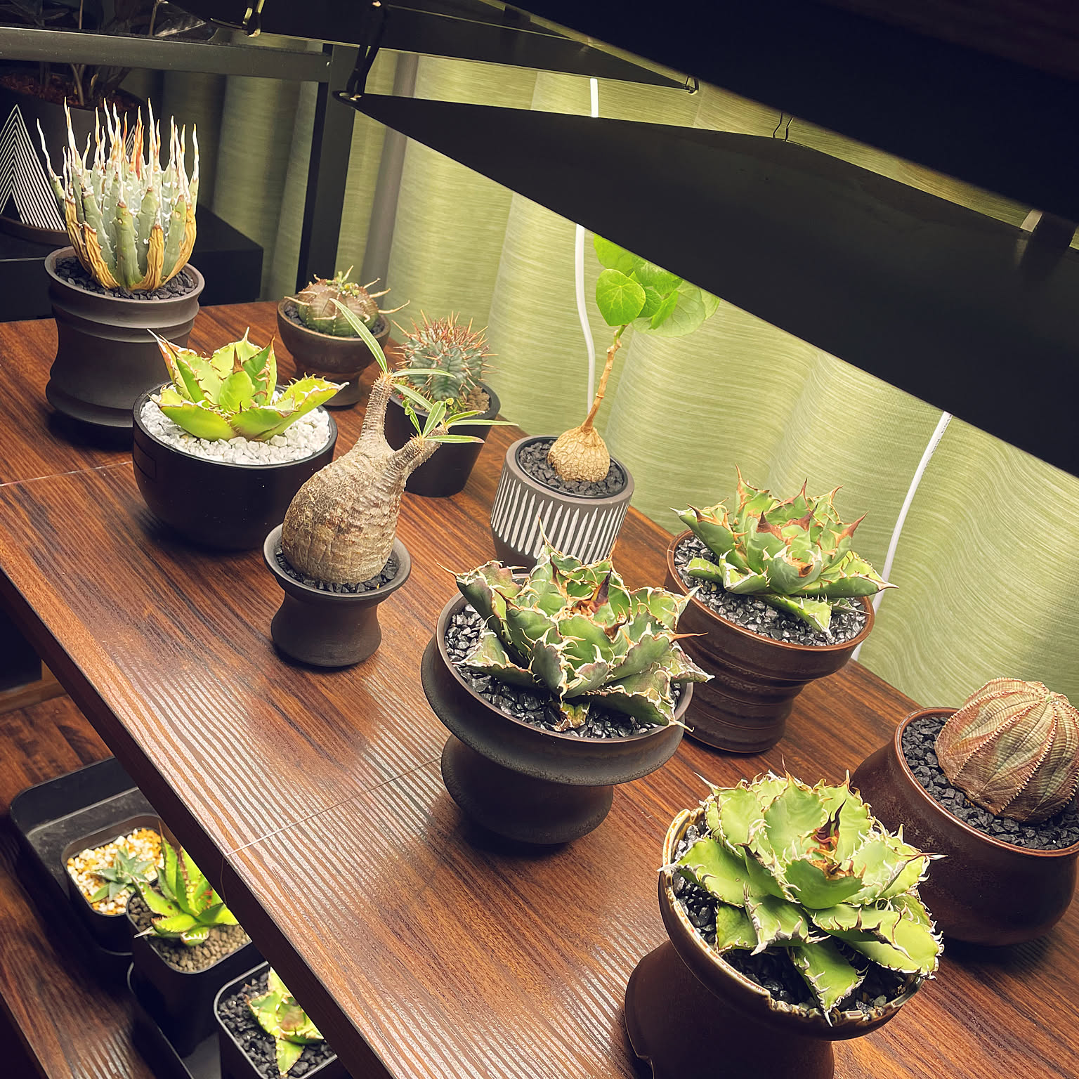 オベサ 塊根植物のおしゃれなアレンジ・飾り方のインテリア実例