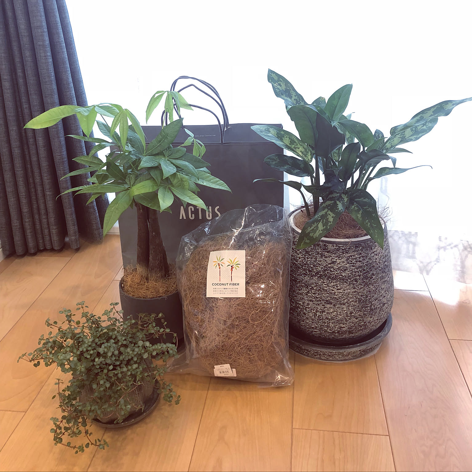 ACTUS TJS DOM IMBH20 植木鉢 &crafts フラワー・ガーデニング ACTUS TJS DOM IMBH20 植木鉢