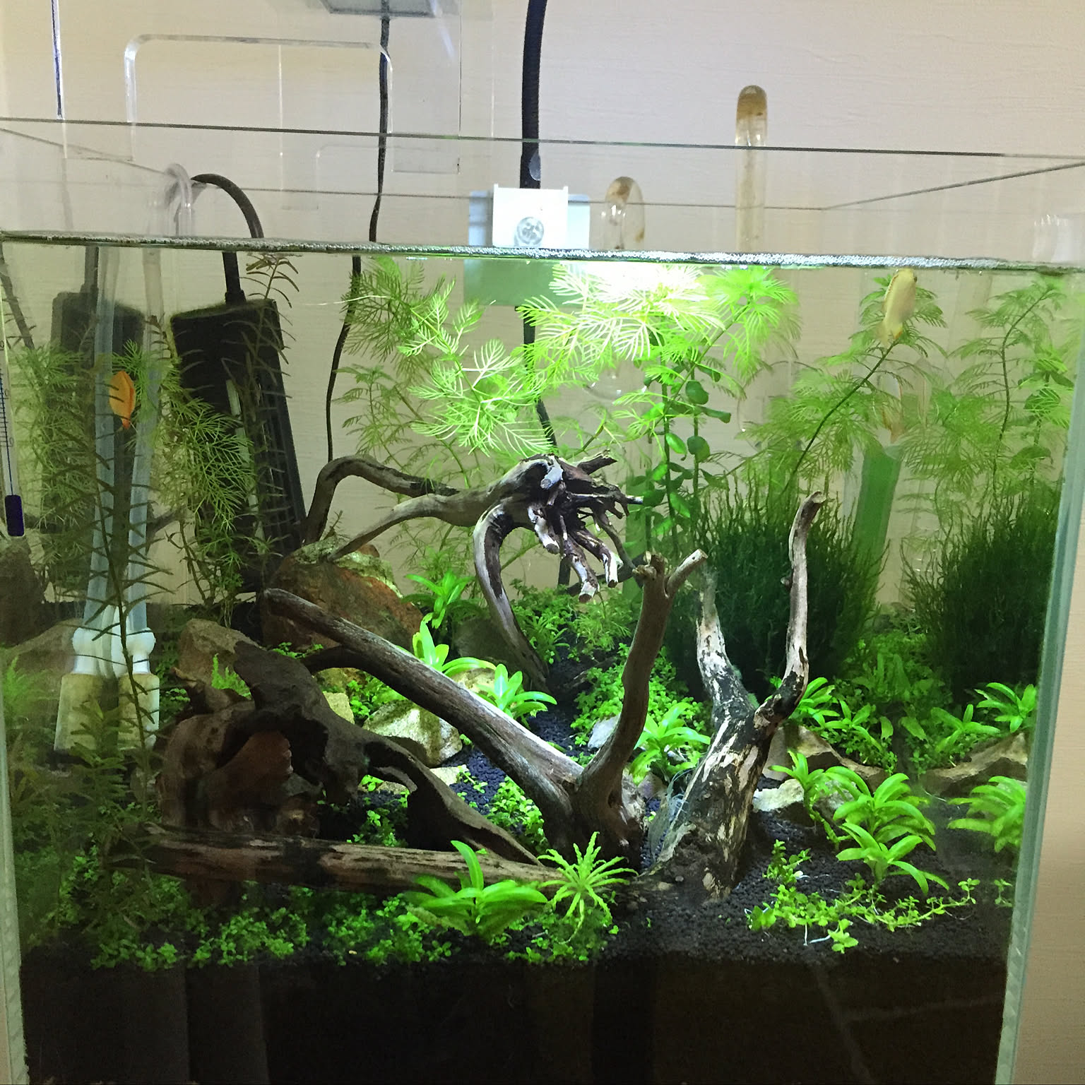 レイアウト/水草/ハニードワーフグラミー/水草水槽/熱帯魚などの