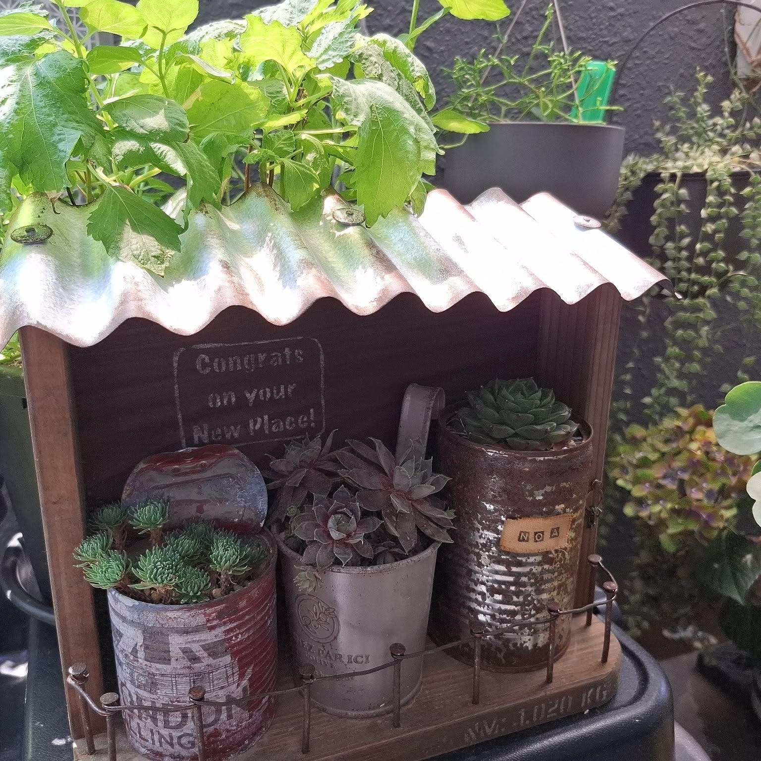 多肉植物 トタン屋根のおしゃれなアレンジ・飾り方のインテリア