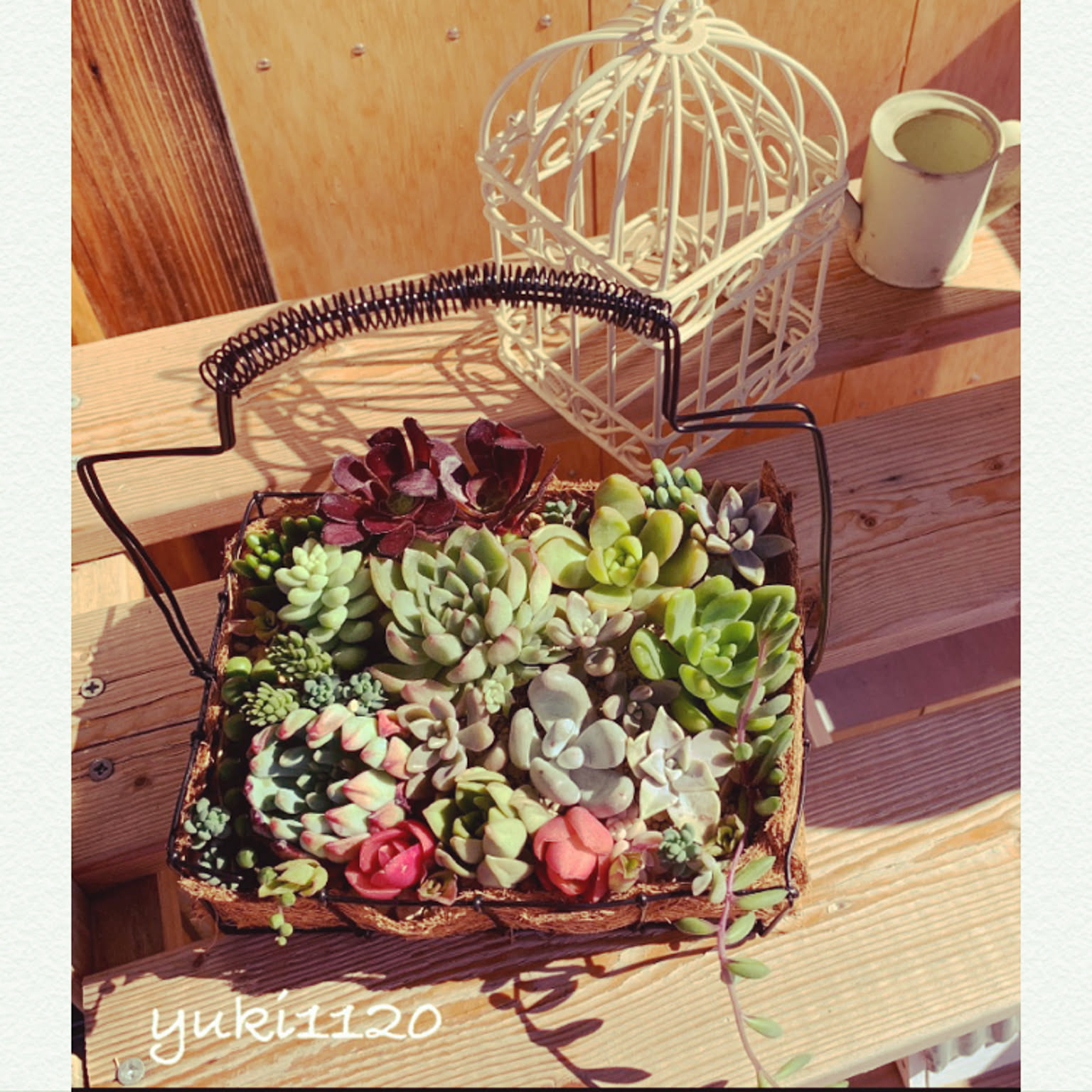 多肉植物 ワイヤーかごのおすすめ商品とおしゃれな実例 ｜ RoomClip