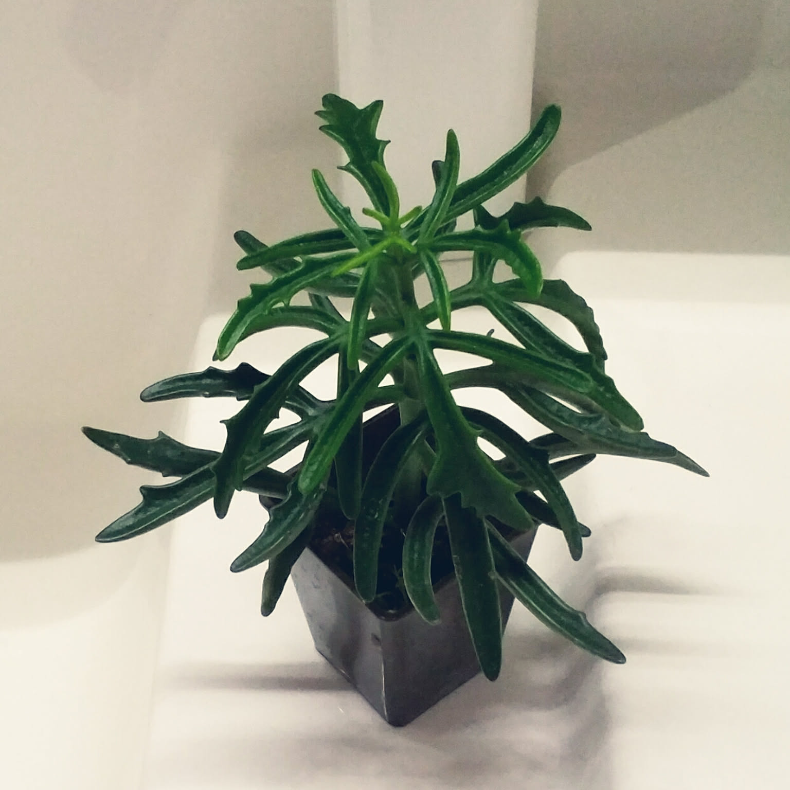 多肉植物 トナカイの舞のおしゃれなアレンジ・飾り方の 多肉植物 トナカイの舞のおしゃれなアレンジ・飾り方の