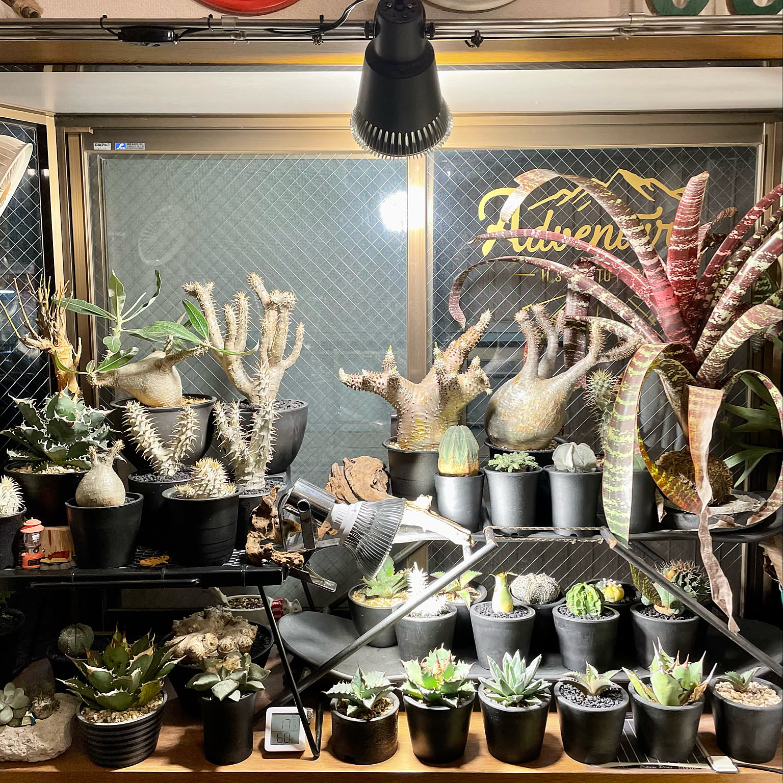 ビザールプランツ/植物のある暮らし/植物/ブラック/植物育成ライト