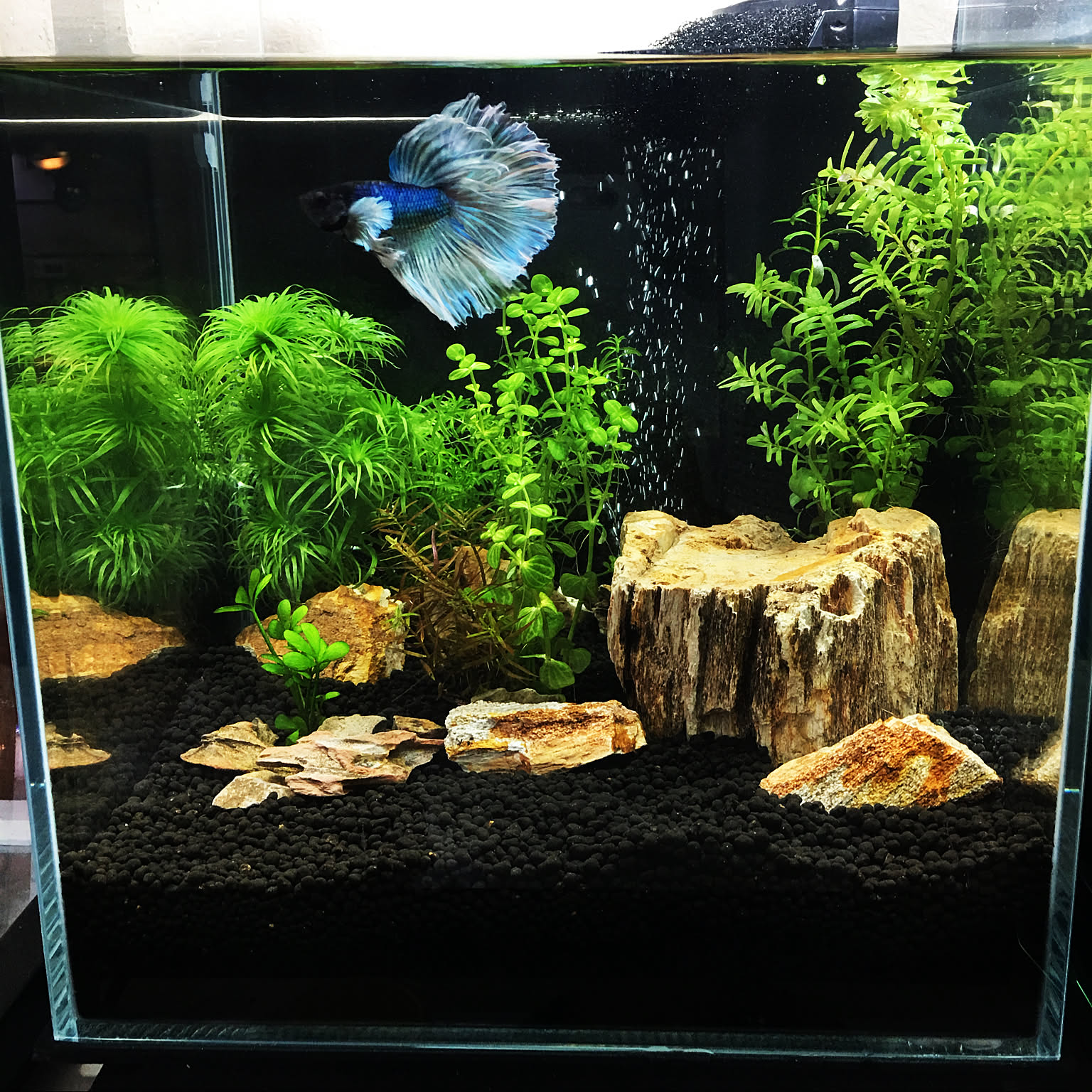 リビング/木化石/一人暮らし/水槽/ベタなどのインテリア実例 - 2018