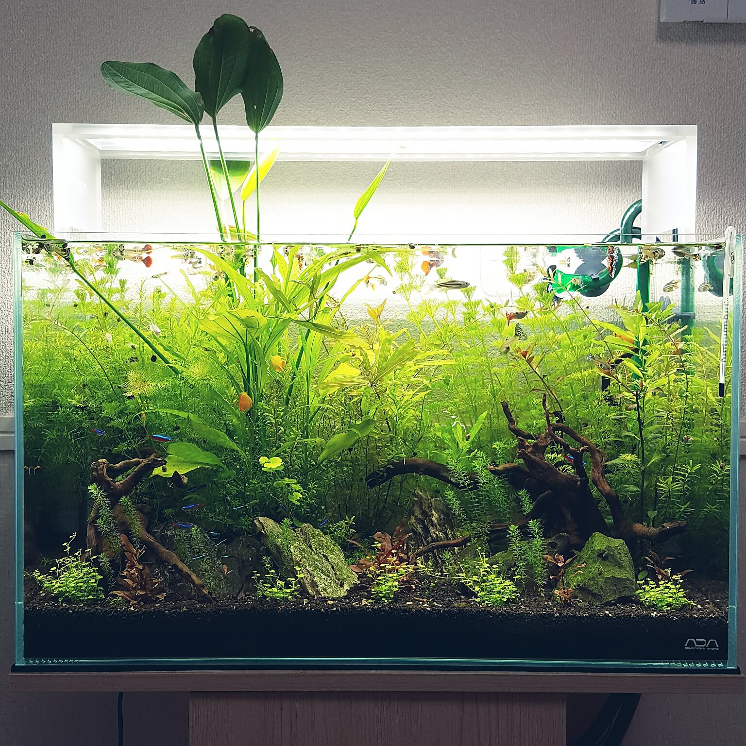 A780 水槽レイアウト品 アクアリウム 90cm水槽再立ち上げ！流木と風山石で引越し後の新レイアウト