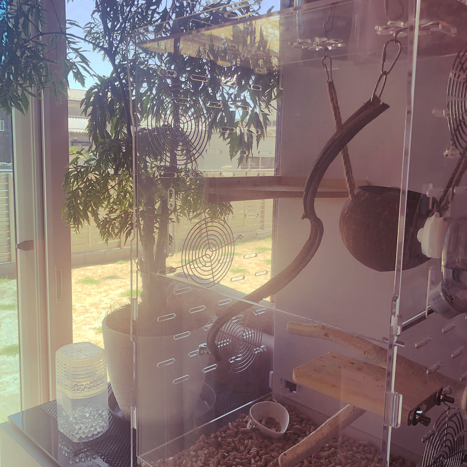 フクロモモンガ/モモンガハウス/観葉植物/棚のインテリア実例 - 2021