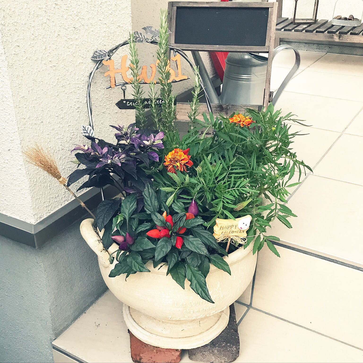 観葉植物 斑入り トウガラシ♡寄植えにも！！ 楽天市場】斑入り 観賞用トウガラシ ウチュウ クリームレッド
