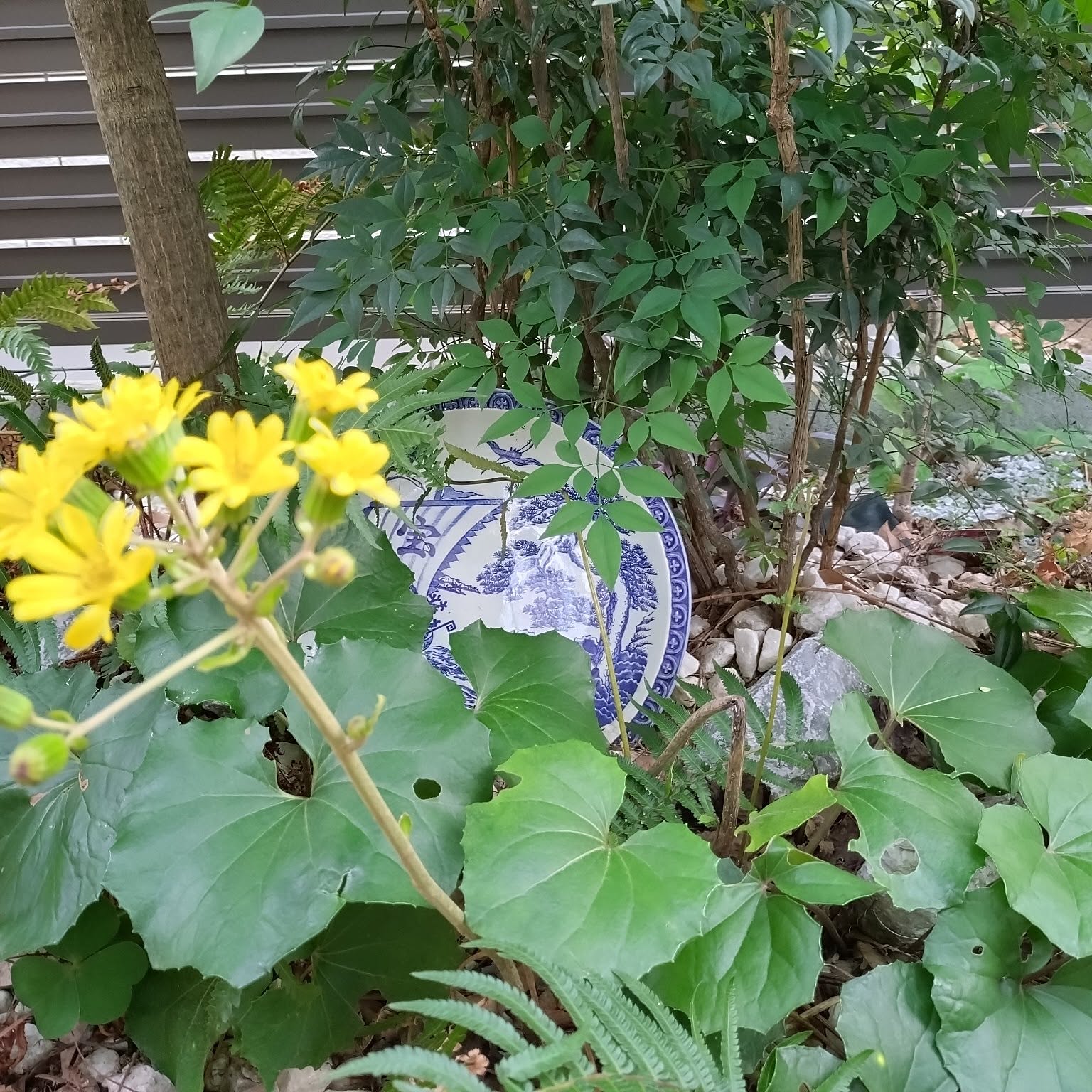 ツワブキのインテリア実例 ｜ RoomClip（ルームクリップ）