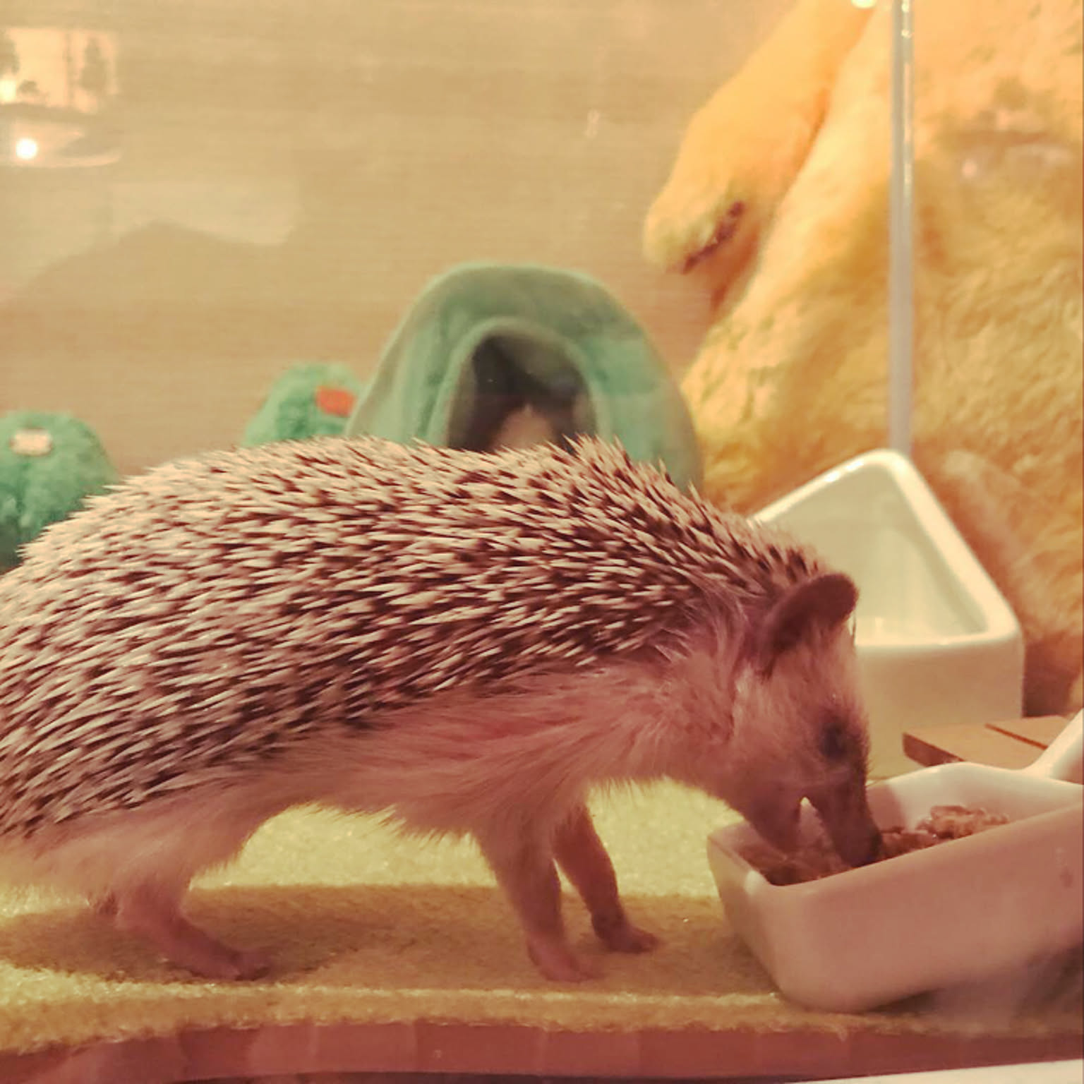 25a2597241da5d436f980593bf27f5