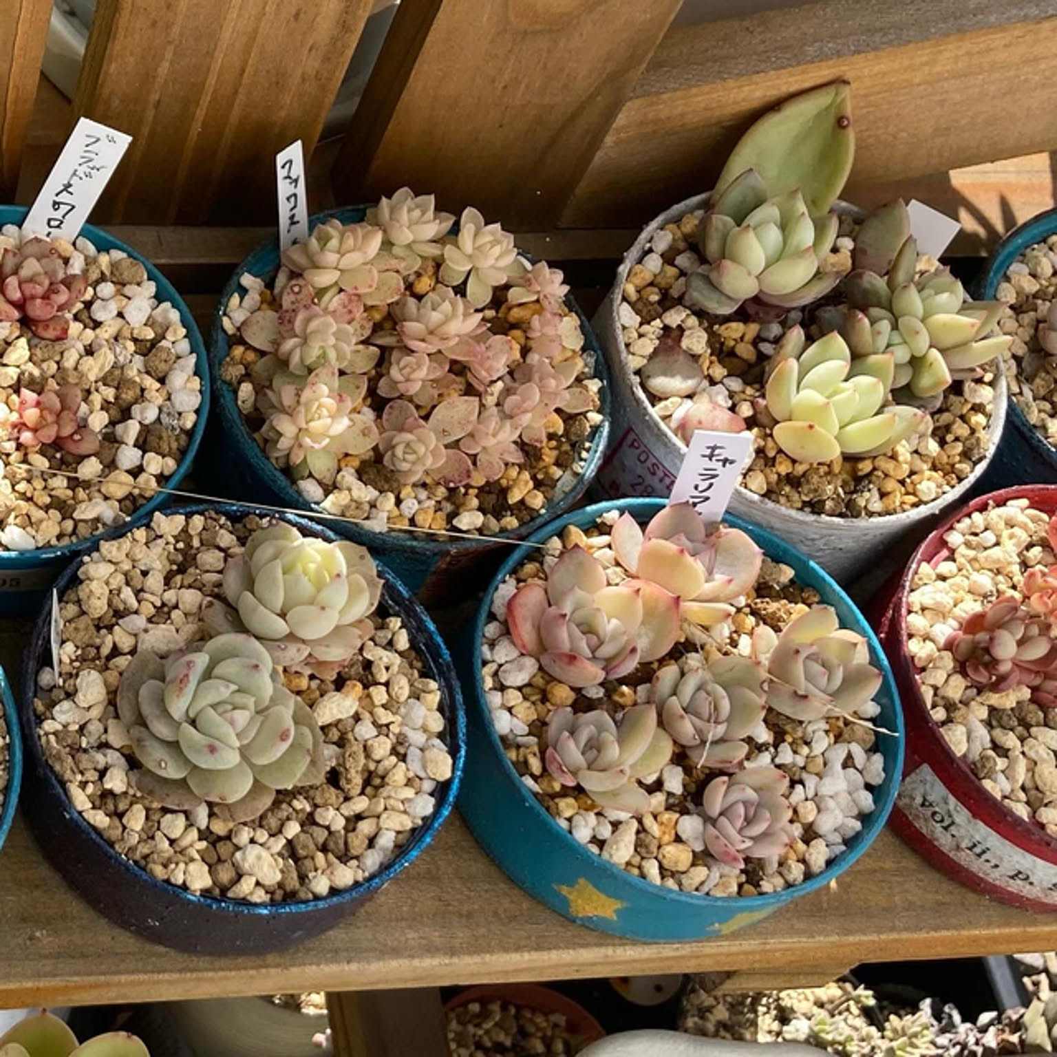 リメイク缶　パンダ　ツナ缶 リメイク缶 パンダ ツナ缶