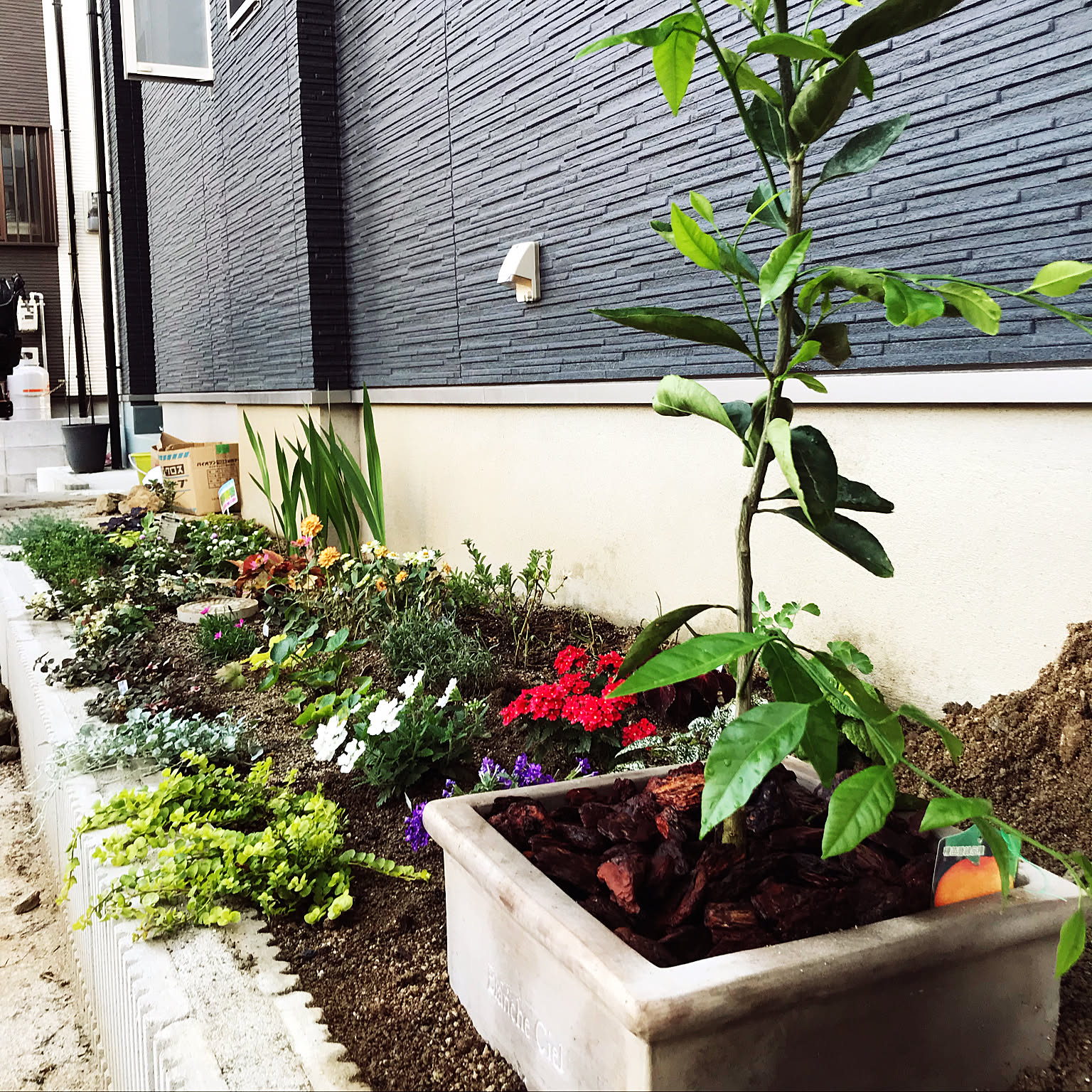 玄関/入り口/ガーデニング初心者/花てまり/リシマキア/貴重な日当たり