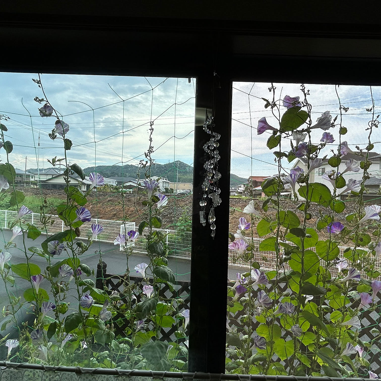 グリーンカーテン 朝顔のグリーンカーテンのおすすめ商品とおしゃれな