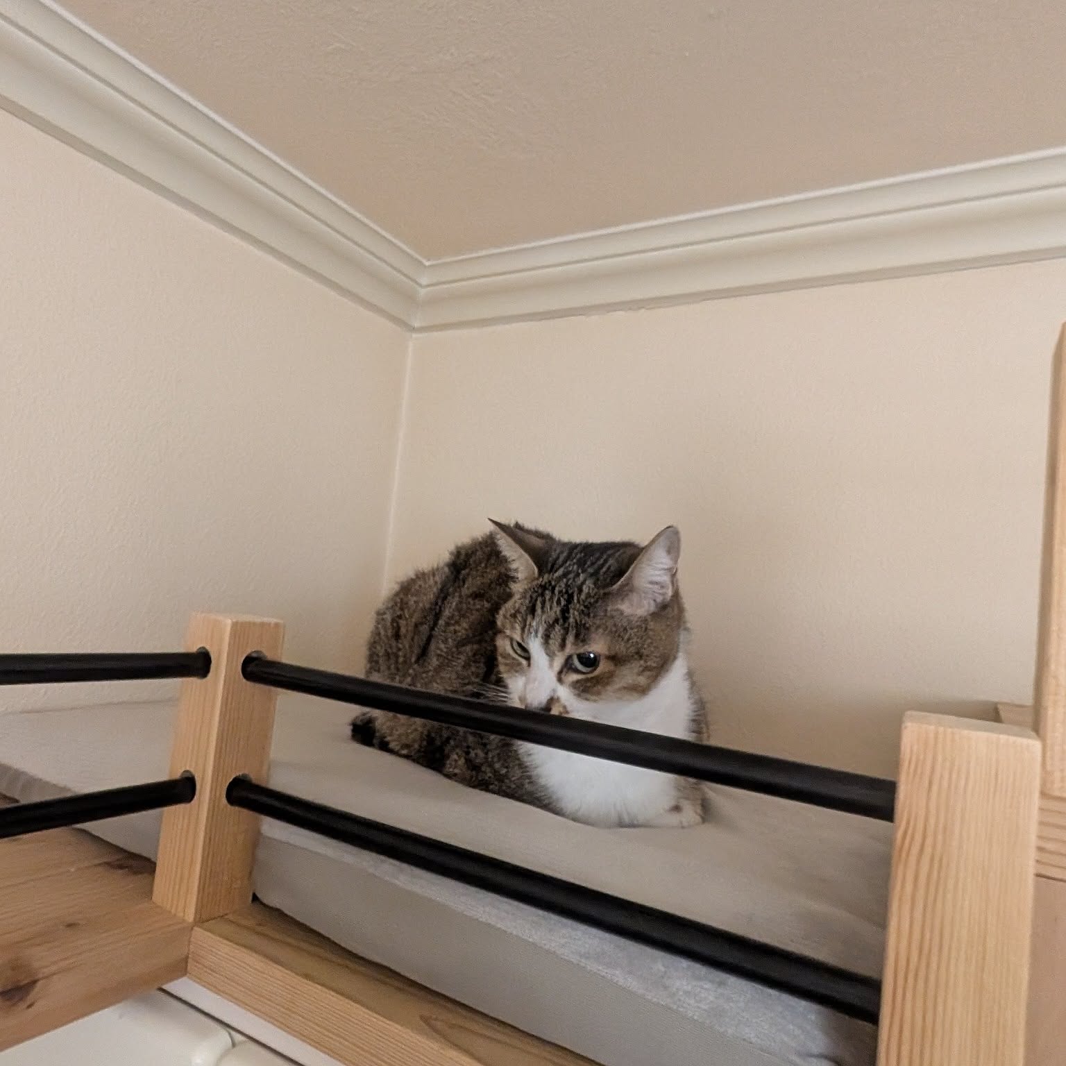 ハンドメイド 猫ちゃん ワンチャン ペット用 2段ベッド ハンドメイド 猫ちゃん ワンチャン ペット用 2段ベッド