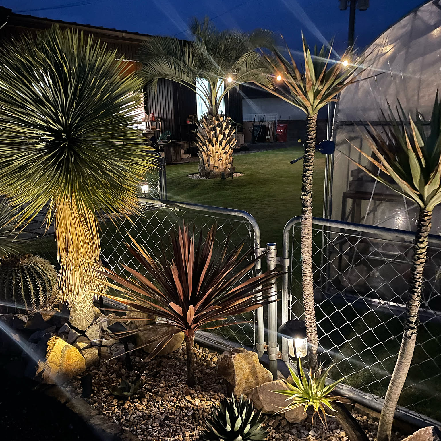 ソテツ 蘇鉄 ーーココスヤシ ドライガーデン ロックガーデン ヤシーー