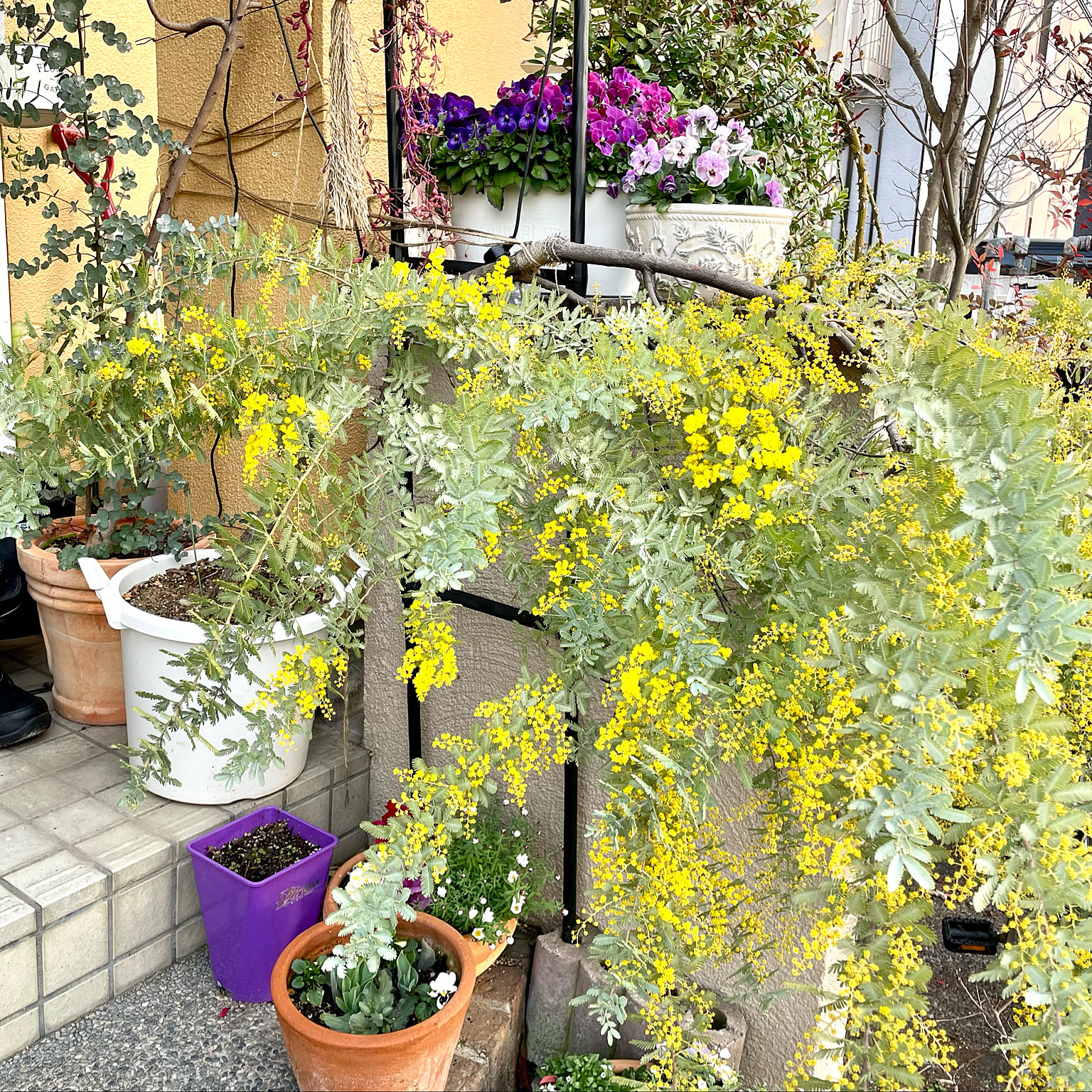 鉢植えのミモザのおすすめ商品とおしゃれな実例 ｜ RoomClip（ルーム