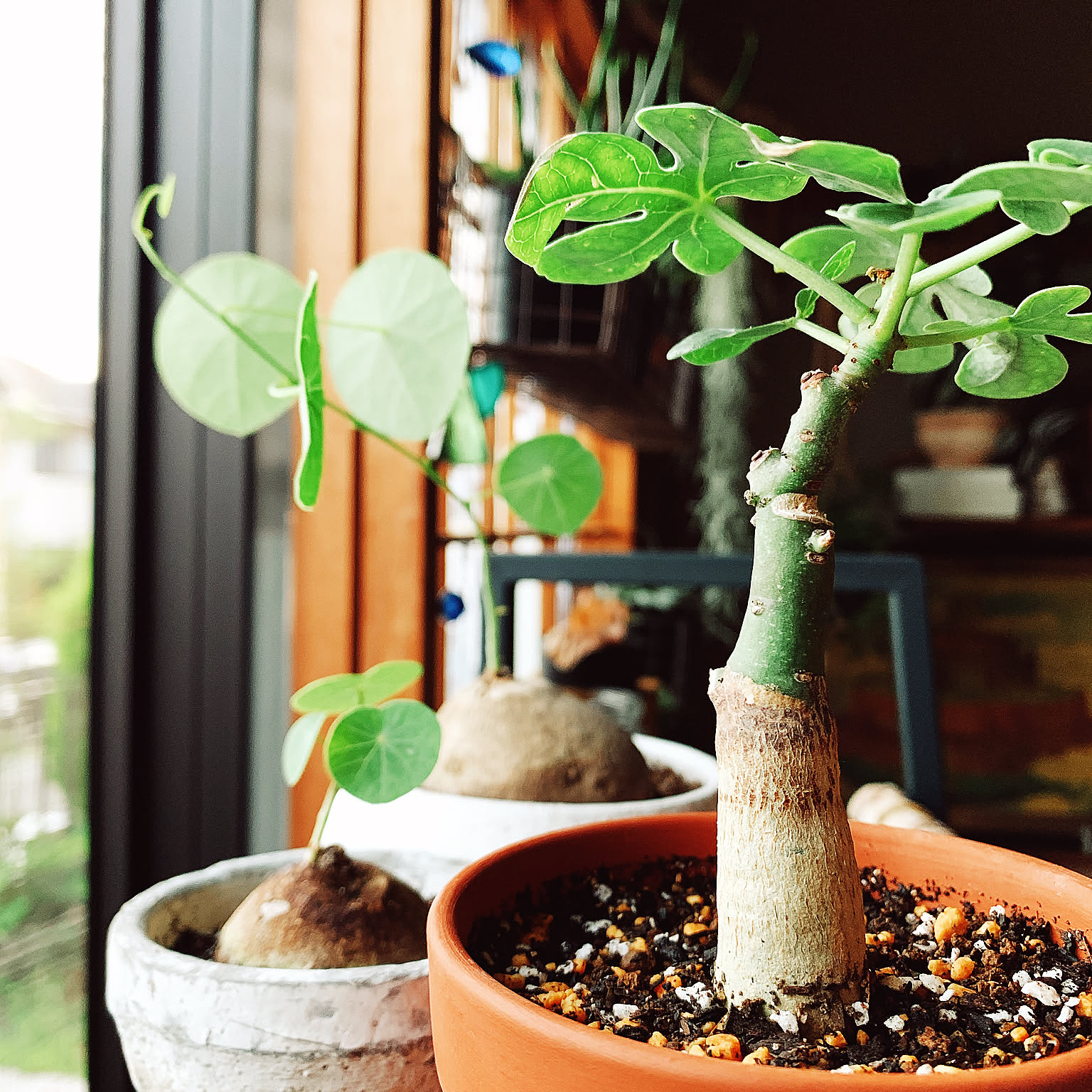 アデニア グラウカ 塊根植物 可愛い名札付き