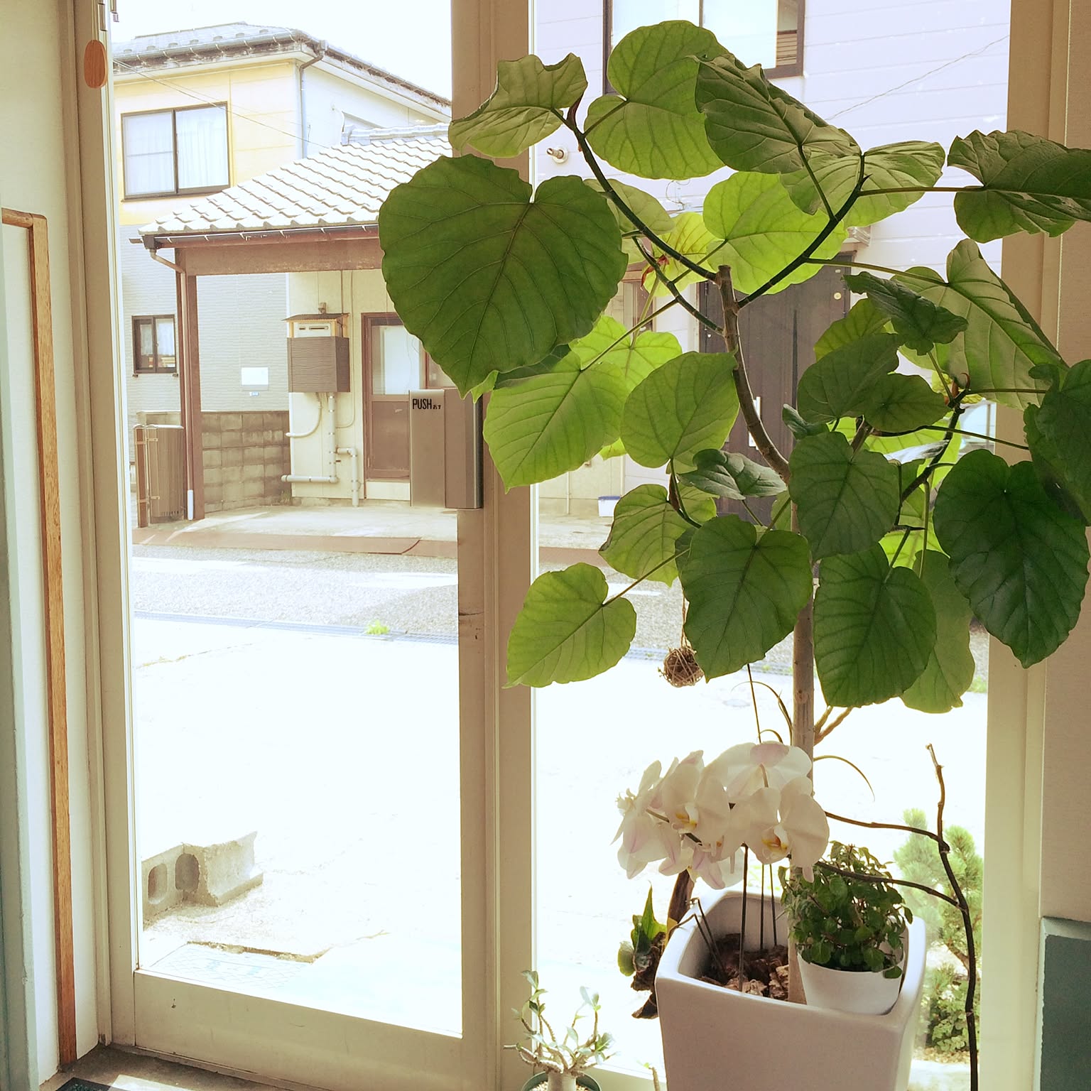 楽天市場】観葉植物 フィカス・ウンベラータ7号角高陶器鉢|高さ