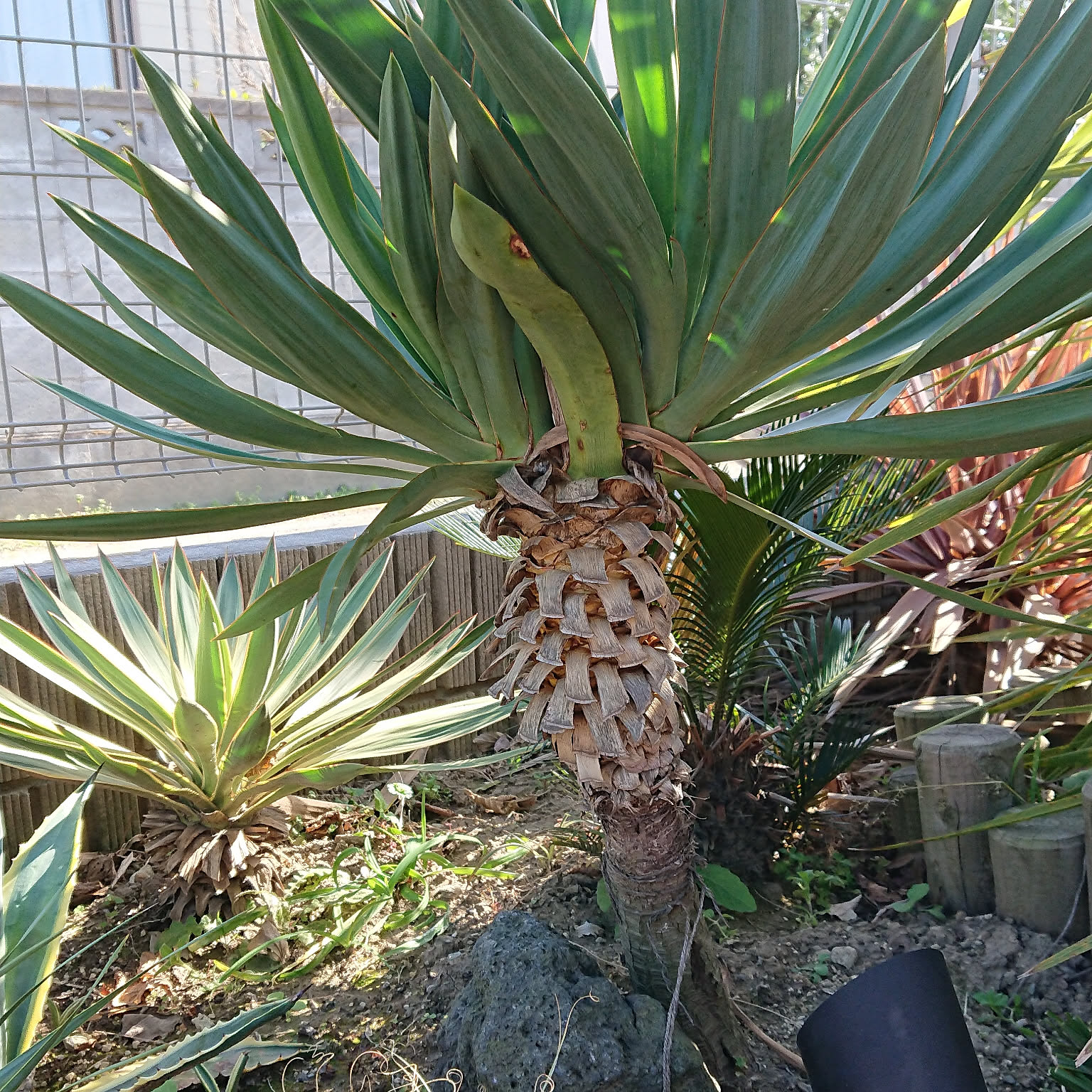 ユッカグロリオサ キミガヨランのインテリア実例 ｜ RoomClip