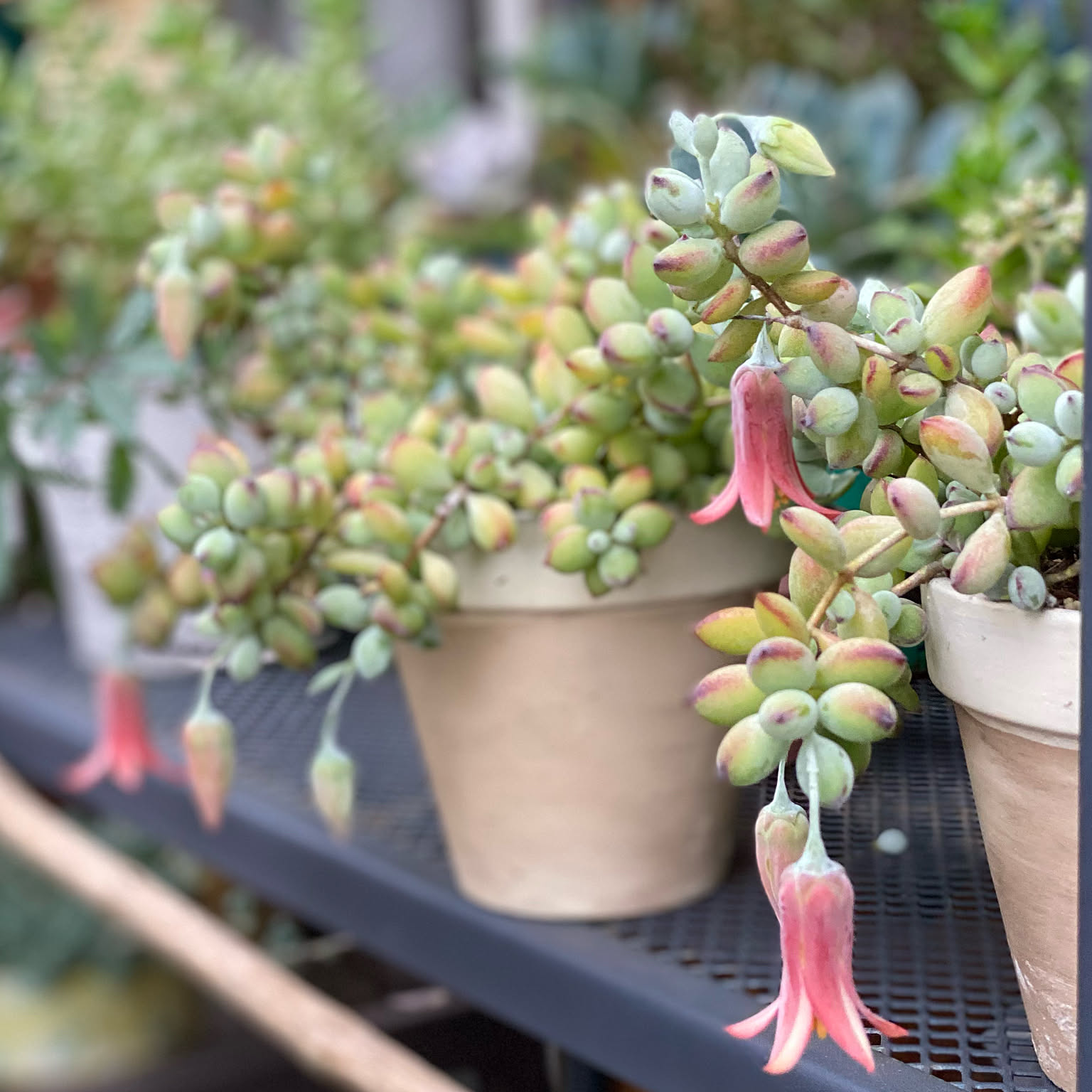 多肉植物のある暮らし ペンデンスの花のインテリア実例 ｜ RoomClip