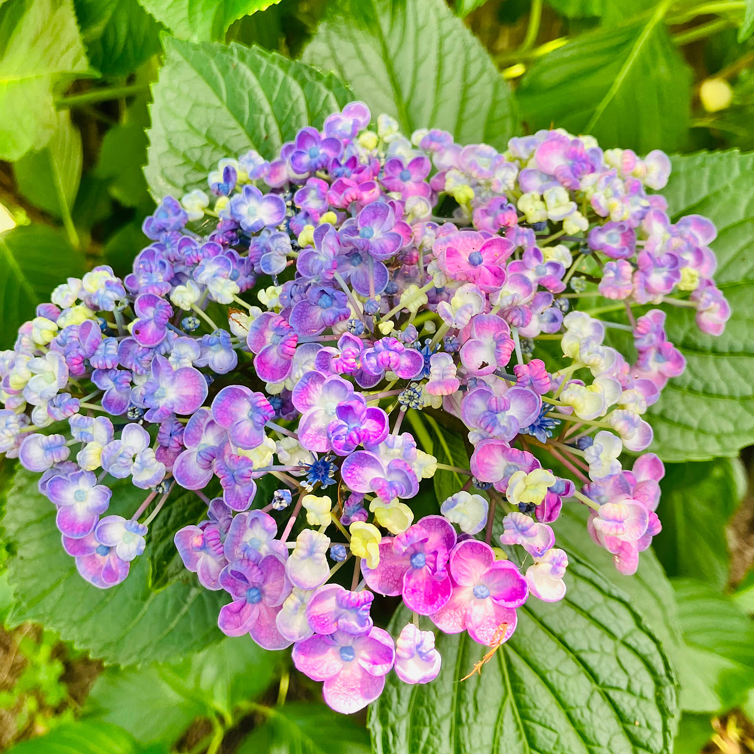 紫陽花 向日葵のおしゃれなアレンジ・飾り方のインテリア実例