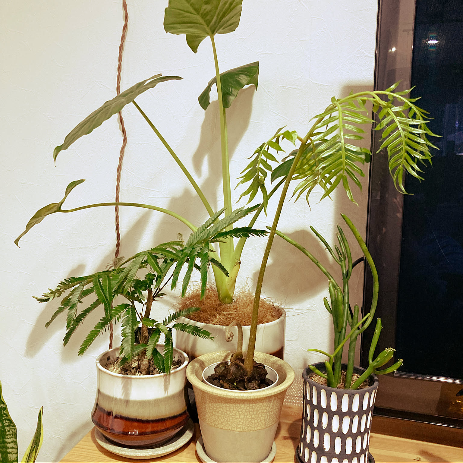 観葉植物 リュウビンタイのおすすめ商品とおしゃれな実例 ｜ RoomClip