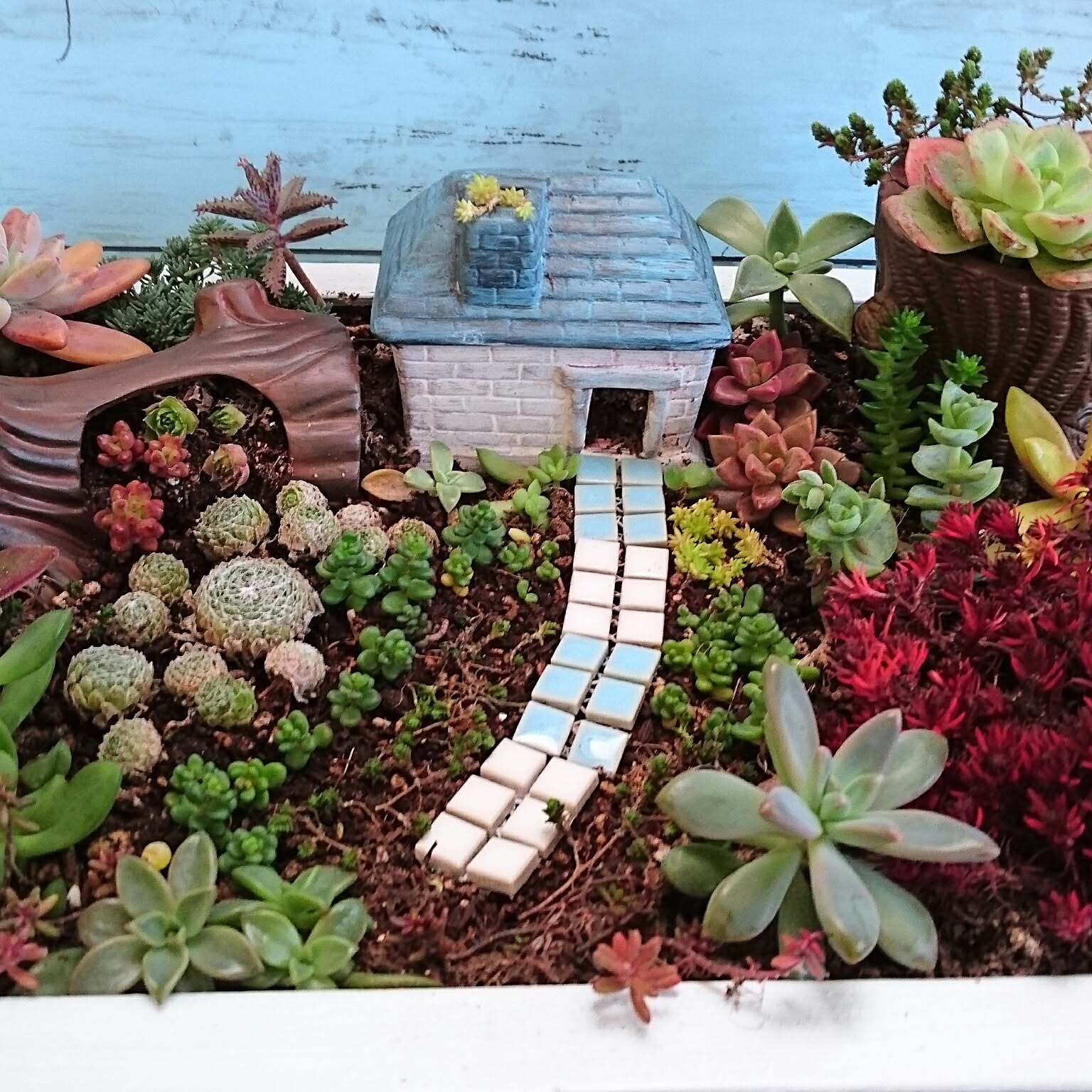 多肉植物　箱庭 ♪ 多肉植物箱庭💕 🫧 #多肉植物箱庭 #多肉植物寄せ植え #ミニチュア