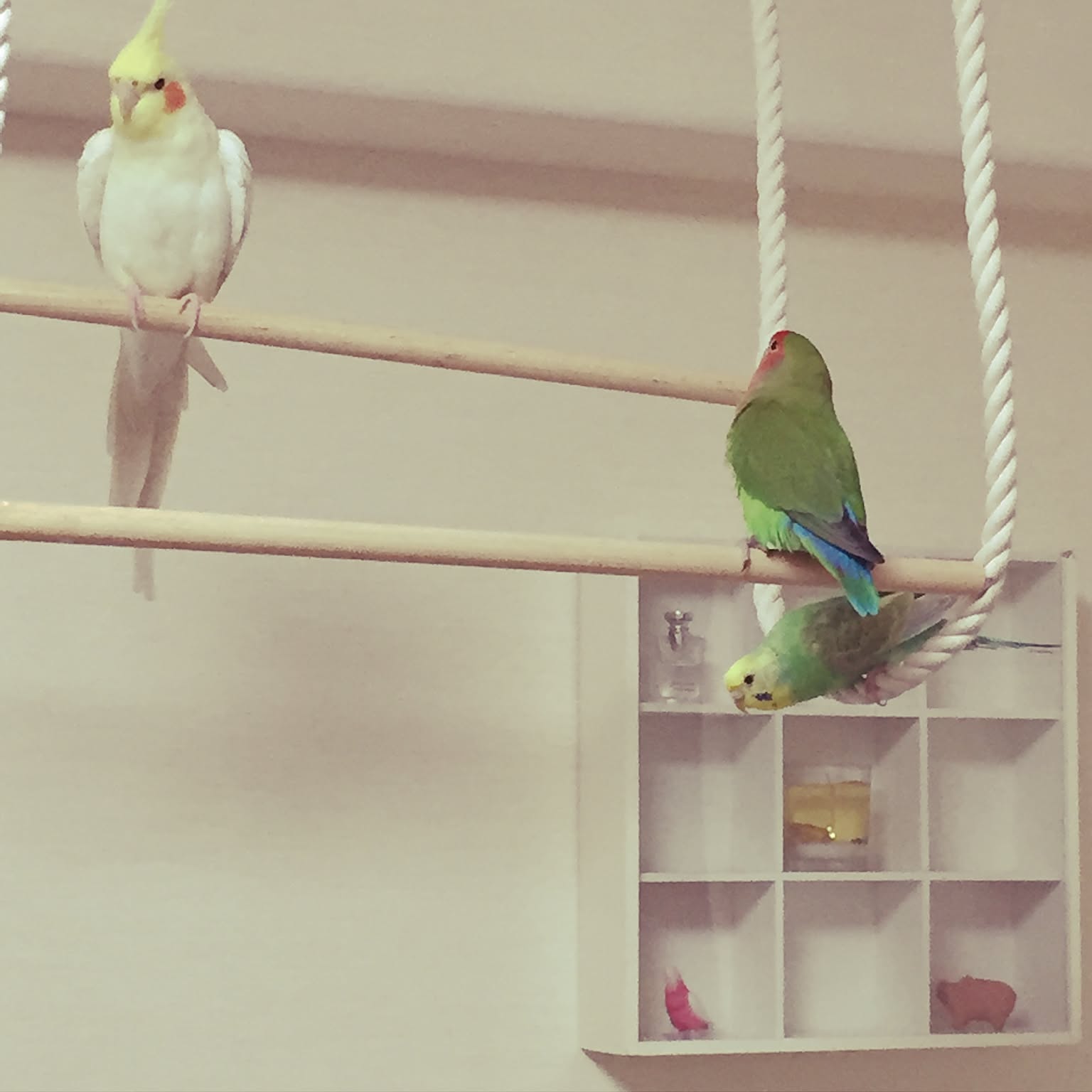 鳥かご / 完全オリジナル / 自作 Amazon.co.jp: Wrtsqle 鳥かご DIY フライトケージ 大型