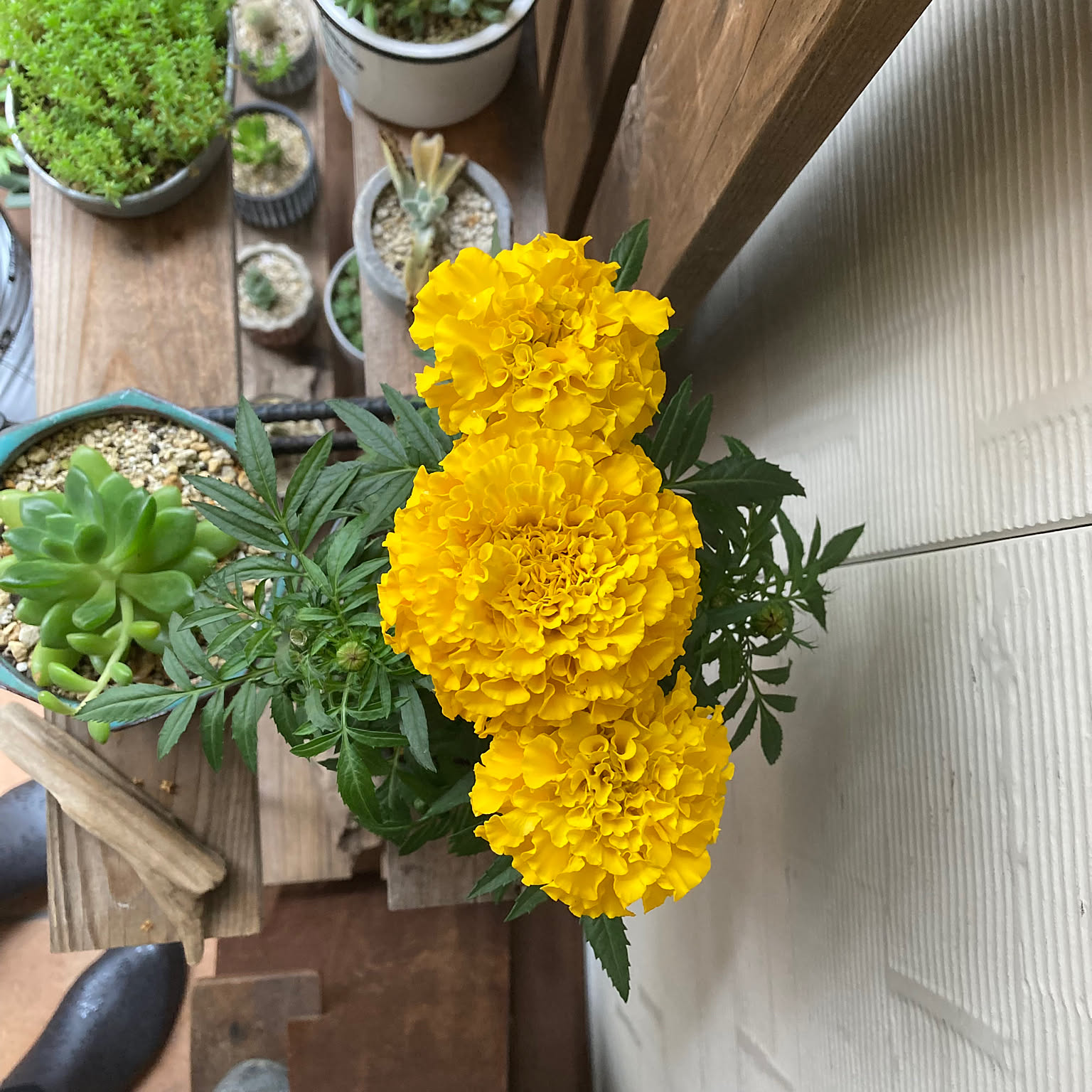 完売❤️3色カラーの花籠リース❤️秋色紫陽花 マリーゴールド☘️インテリアプレゼン 完売❤️3色カラーの花籠リース❤️秋色紫陽花 マリーゴールド