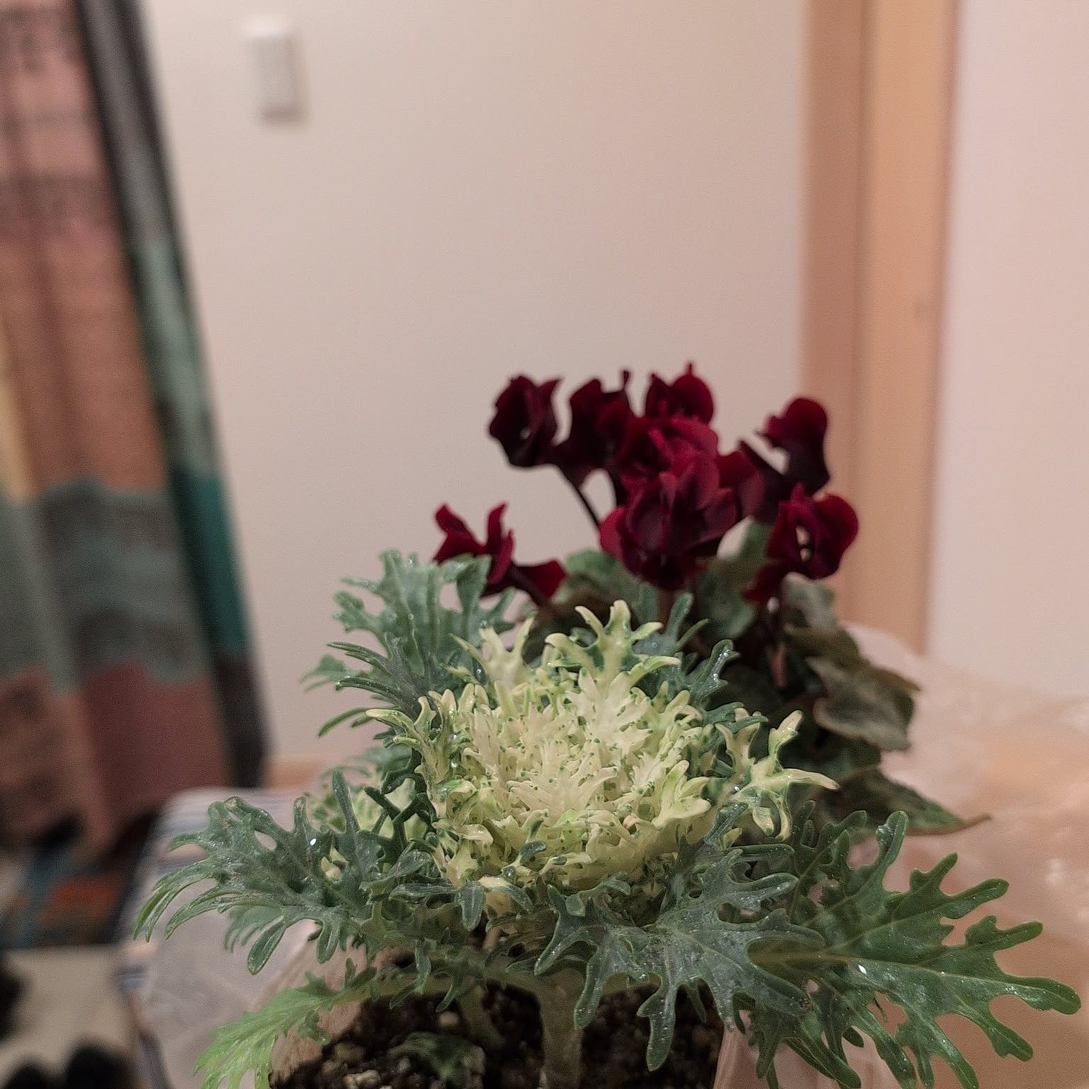 葉牡丹 ガーデンシクラメンのインテリア実例 ｜ RoomClip（ルーム