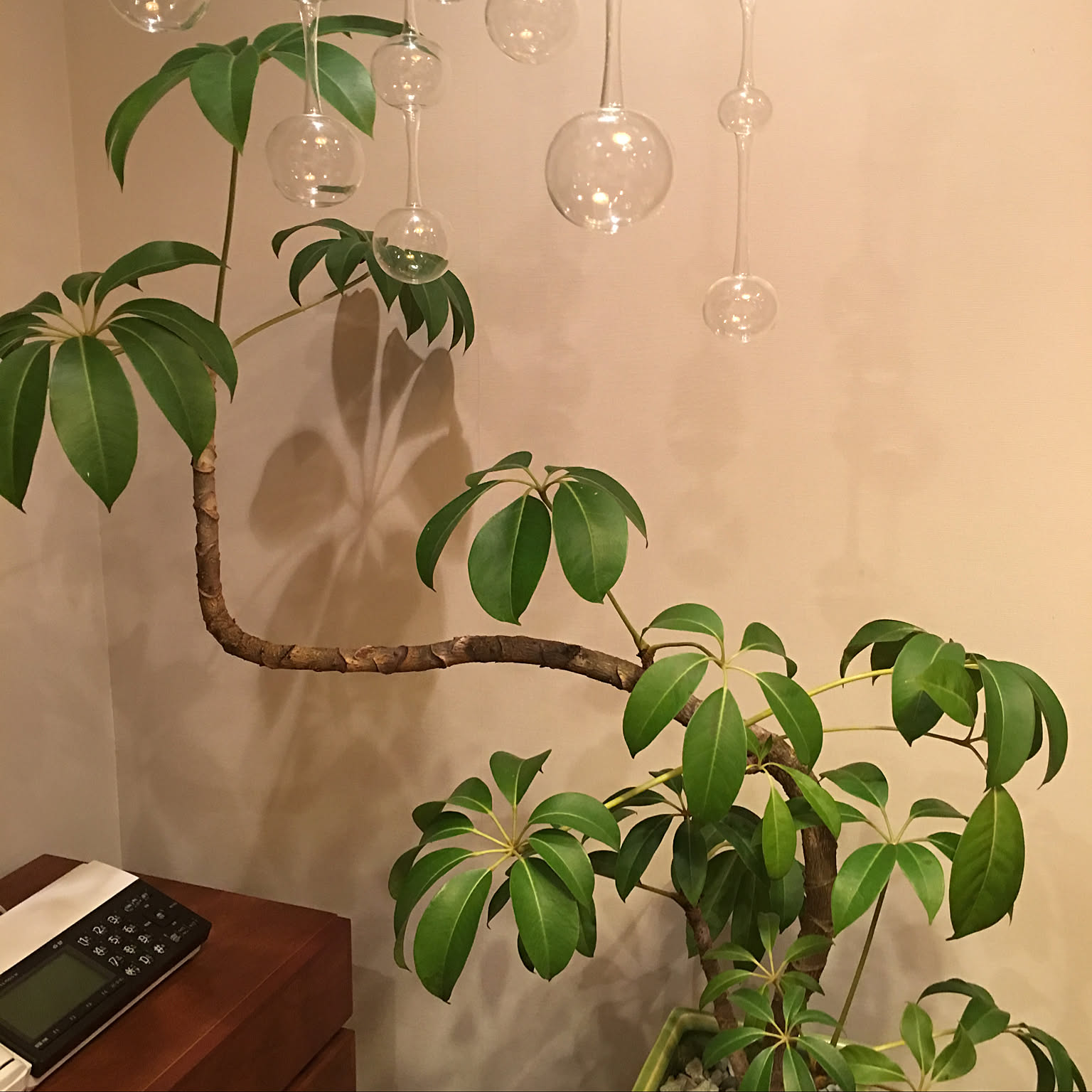 アクタスの鉢のおすすめ商品とおしゃれな実例 ｜ RoomClip（ルーム