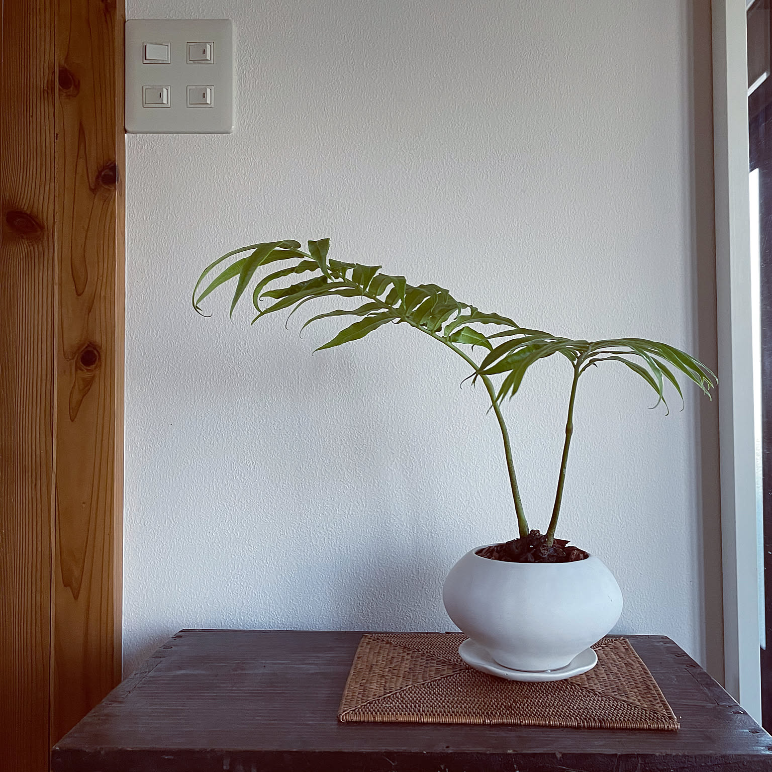 リュウビンタイ　インテリアポット入り　INORGANIC リュウビンタイ インテリアポット入り INORGANIC リュウビンタイ