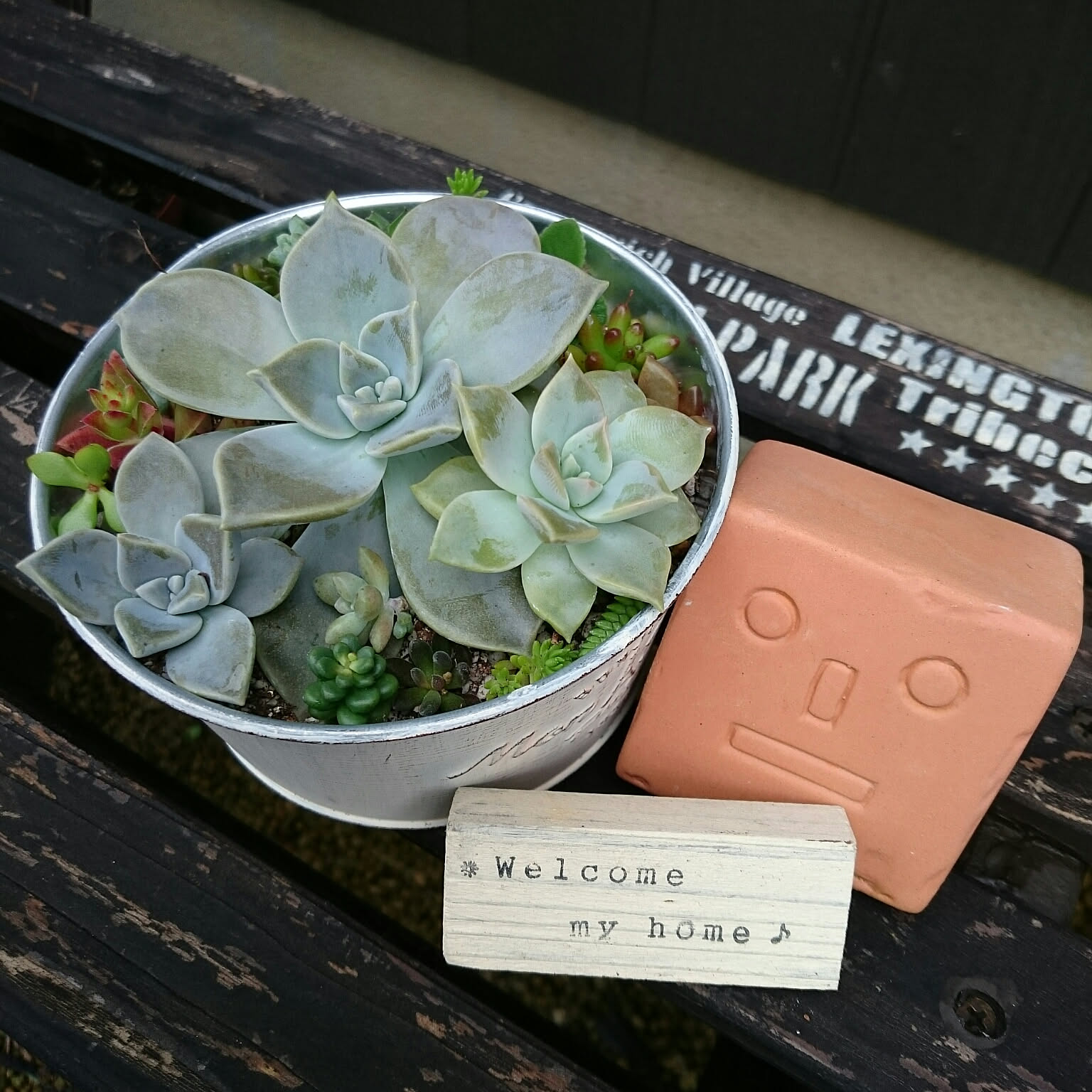 ⭐️ 朧月 いっぱ～い⭐️エケベリア 強健多肉 寄せ植え 多頭 鉢内全部 ⭐️ 朧月 いっぱ～い⭐️エケベリア 強健多肉 寄せ植え 多頭 鉢内全部