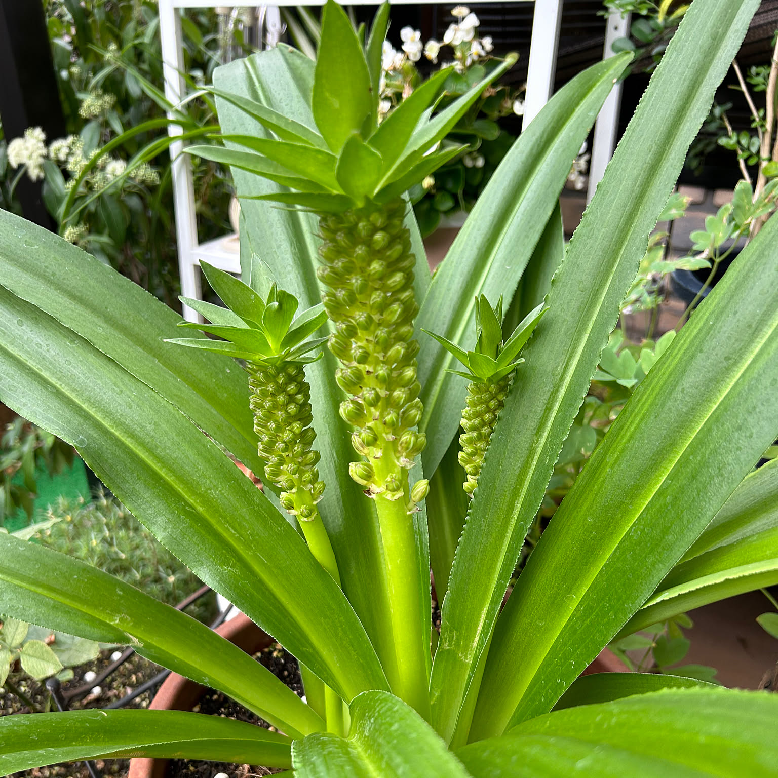 パイナップルリリーの花のインテリア実例 ｜ RoomClip（ルームクリップ）