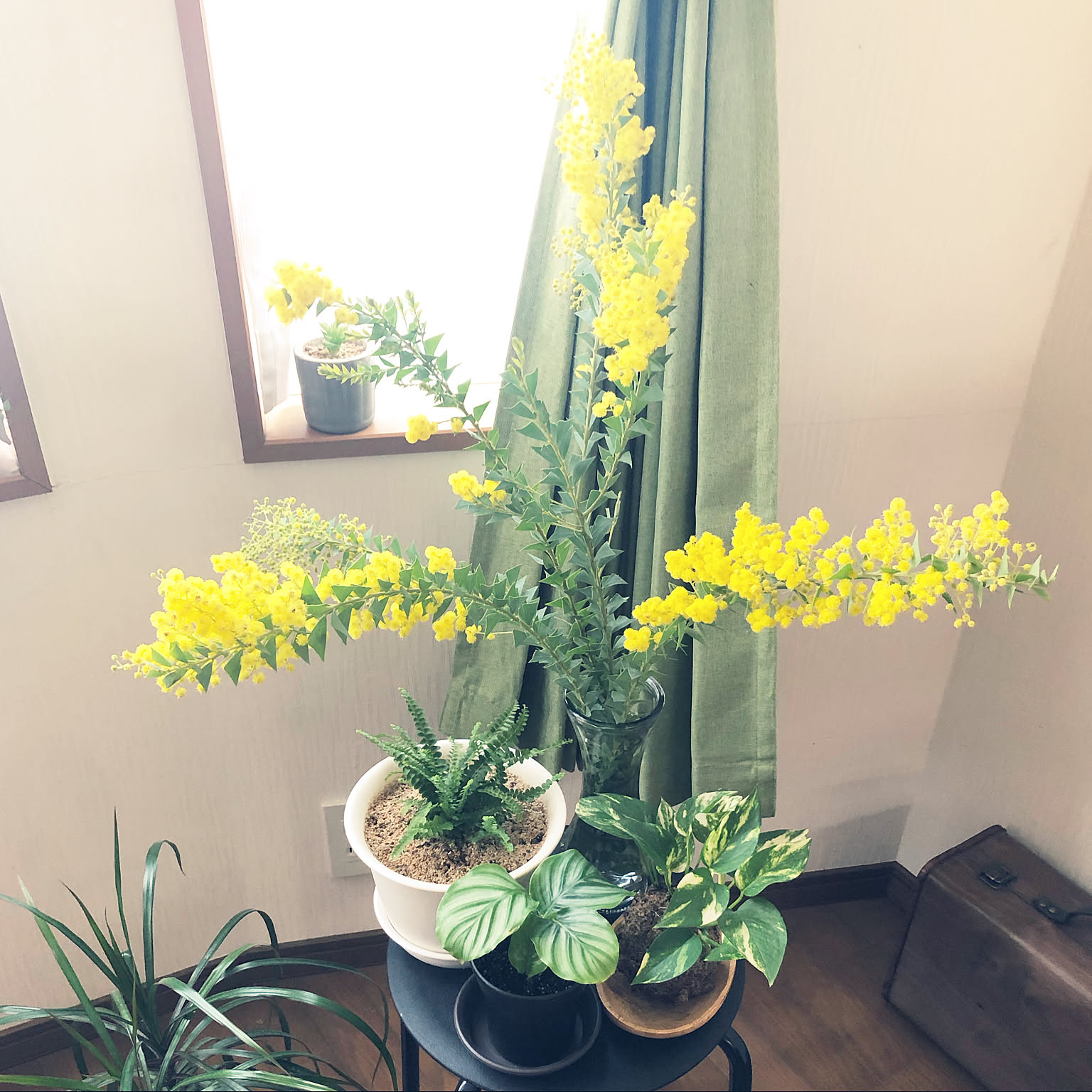 ミモザ/ミモザ 花のある暮らし/三角葉アカシア/植物オタク/植物のある