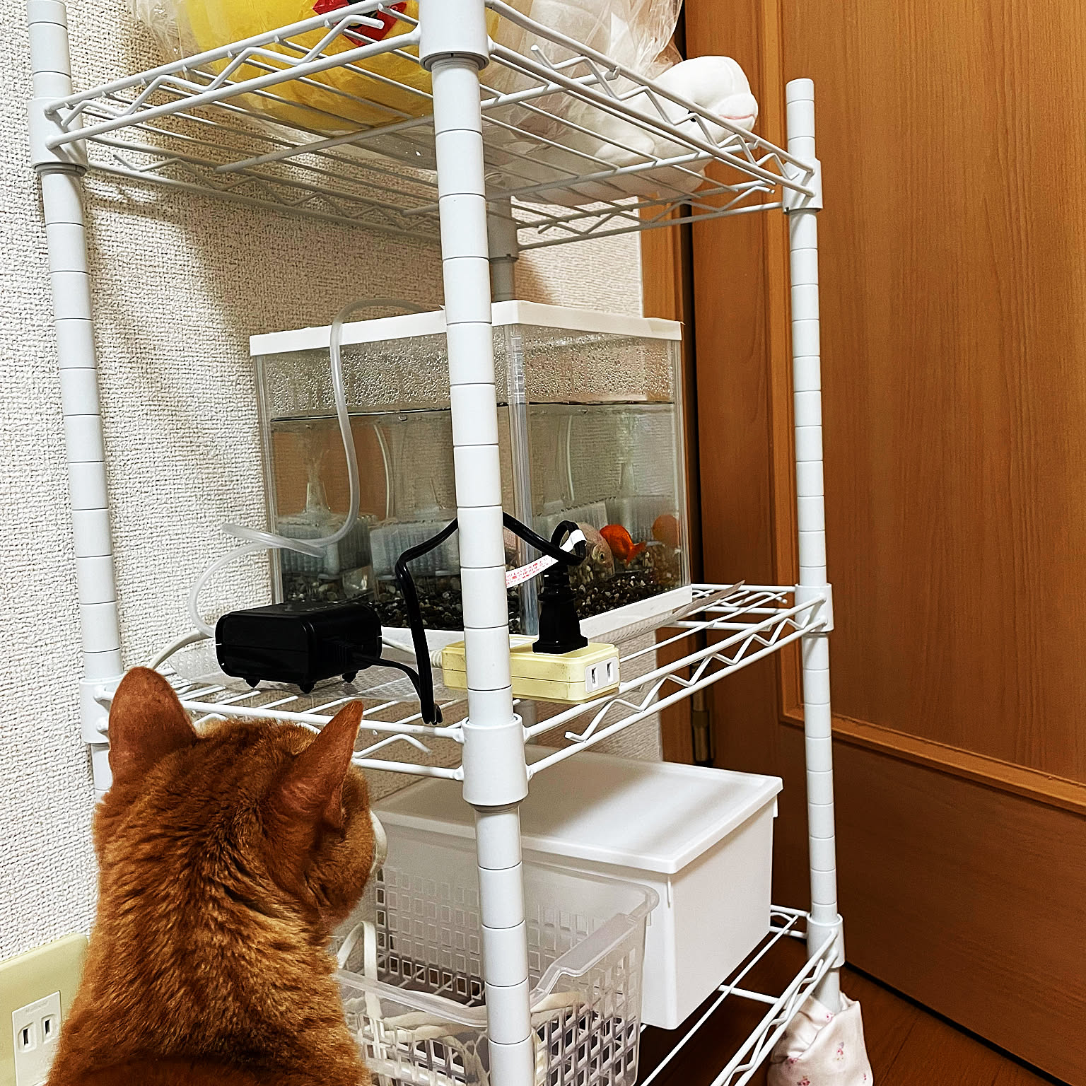 要問い合せ♥️愛する黒猫ちゃん♥️猫グッズ ねこ マガジンラック 本