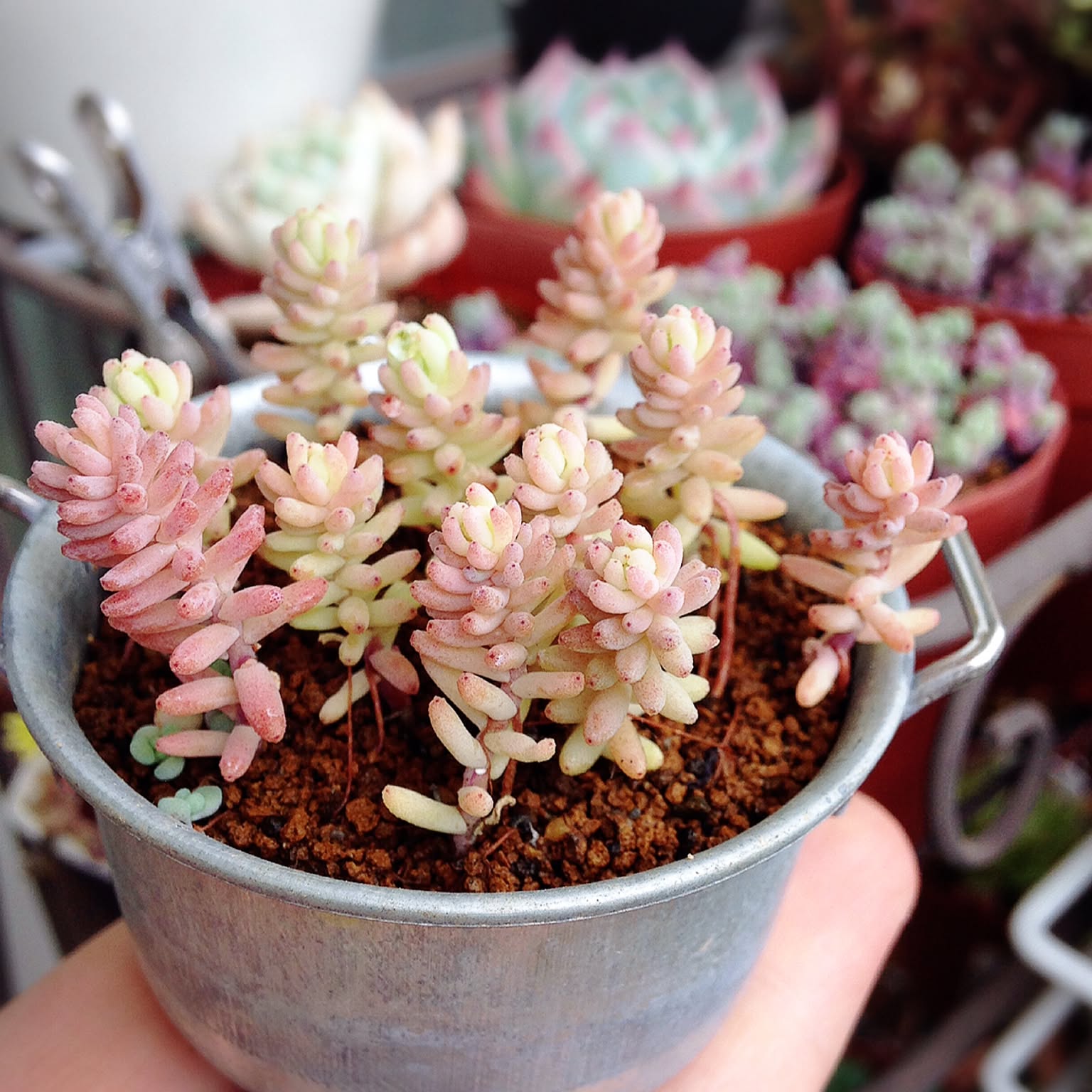多肉植物 おおき セダム ミルキーウェイ 画像に写ってる所カットします 