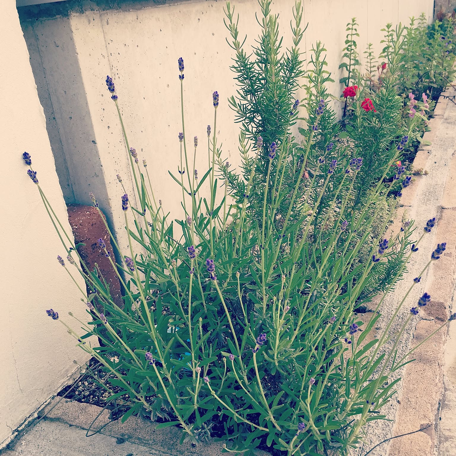 ローズマリー イングリッシュラベンダーのおしゃれなアレンジ・飾り方