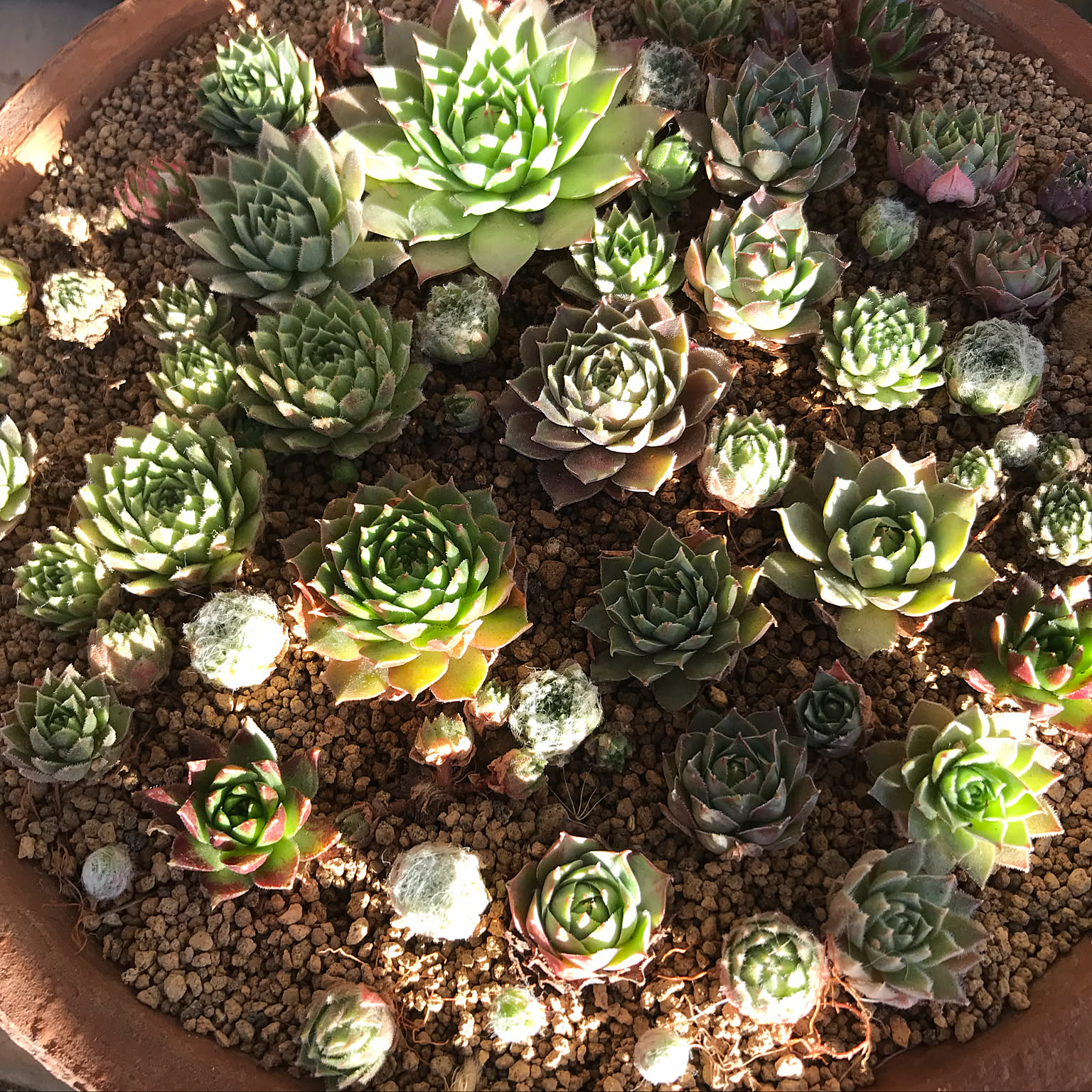 売切sale センペル森 センペル丼30cm大鉢✡️Sempervivum 寄植