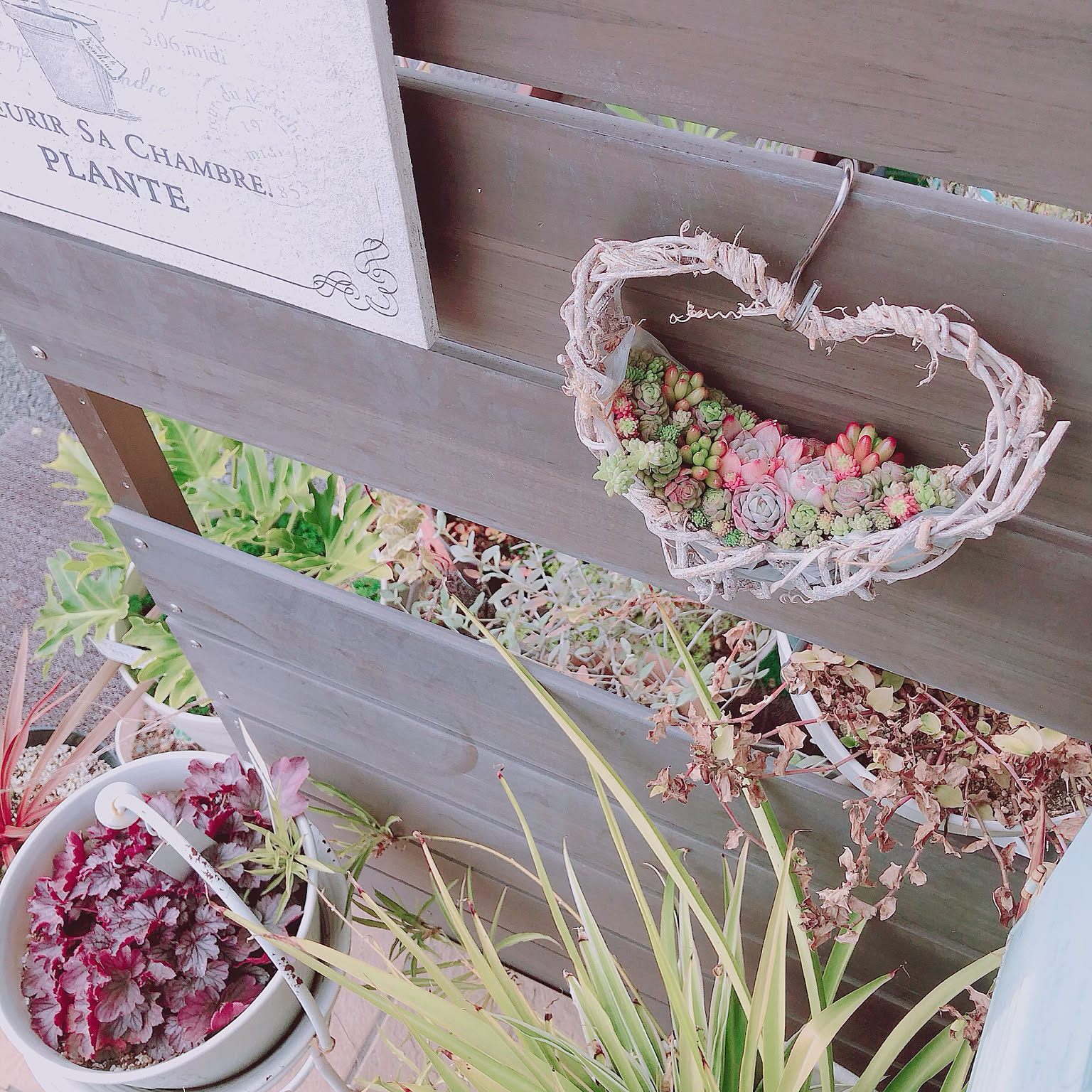 フレンチシック 多肉植物寄せ植えのおすすめ商品とおしゃれな実例