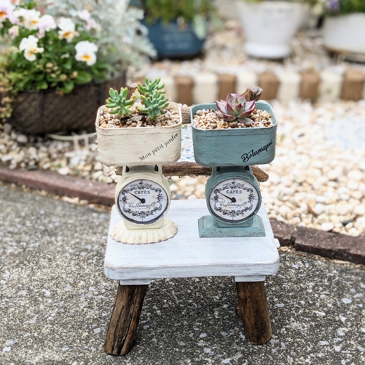 多肉植物 アイスクリームのおすすめ商品とおしゃれな実例 ｜ RoomClip