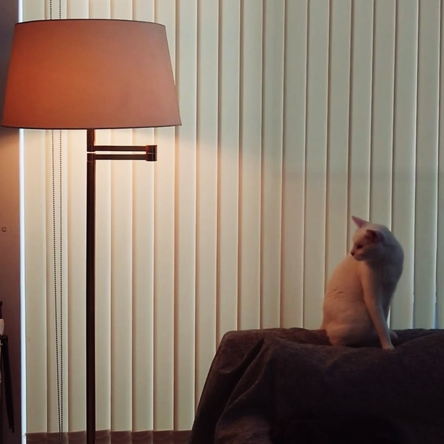 間接照明 ペットと暮らすインテリアのおすすめ商品とおしゃれな実例