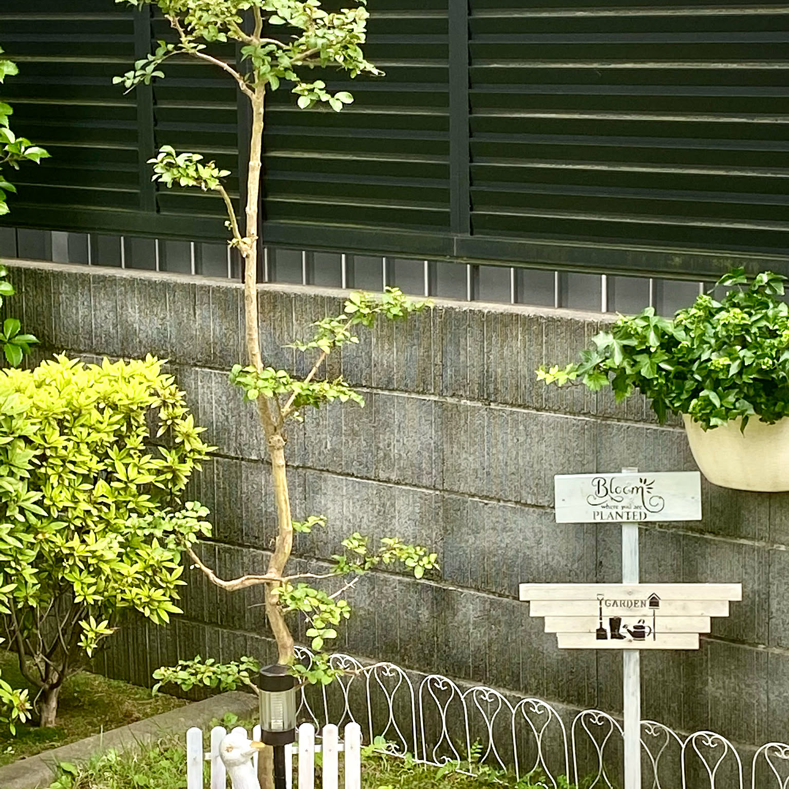 サルスベリの木のインテリア実例 ｜ RoomClip（ルームクリップ）