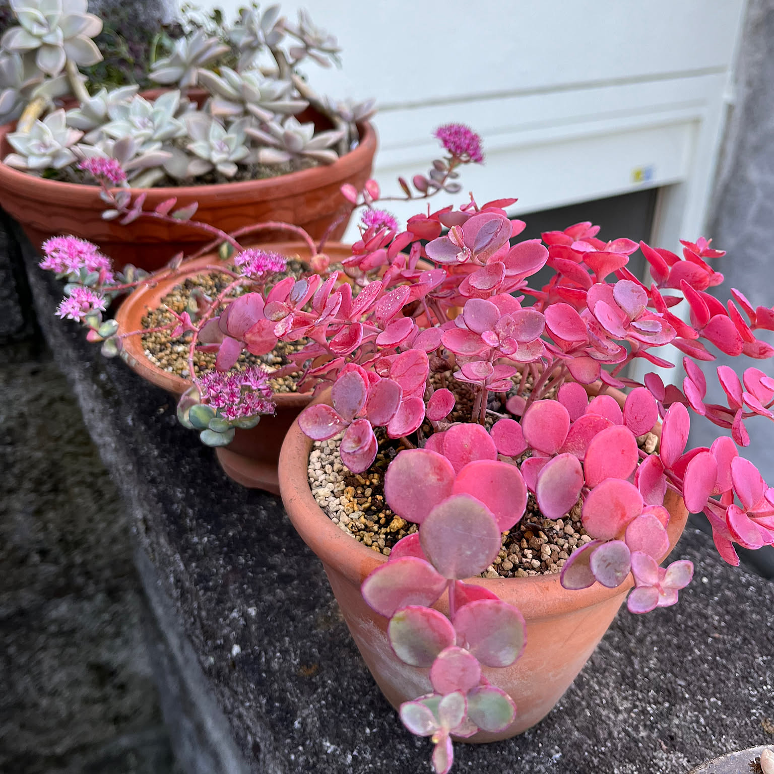 多肉植物の紅葉/多肉植物のある暮らし/ミセバヤ大好き/ミセバヤの紅葉